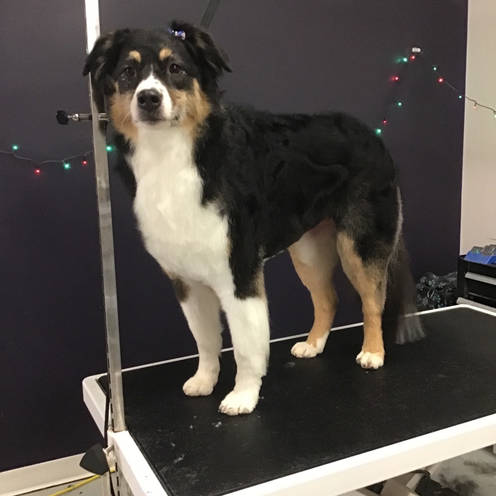 Skiptown - Charlotte, NC