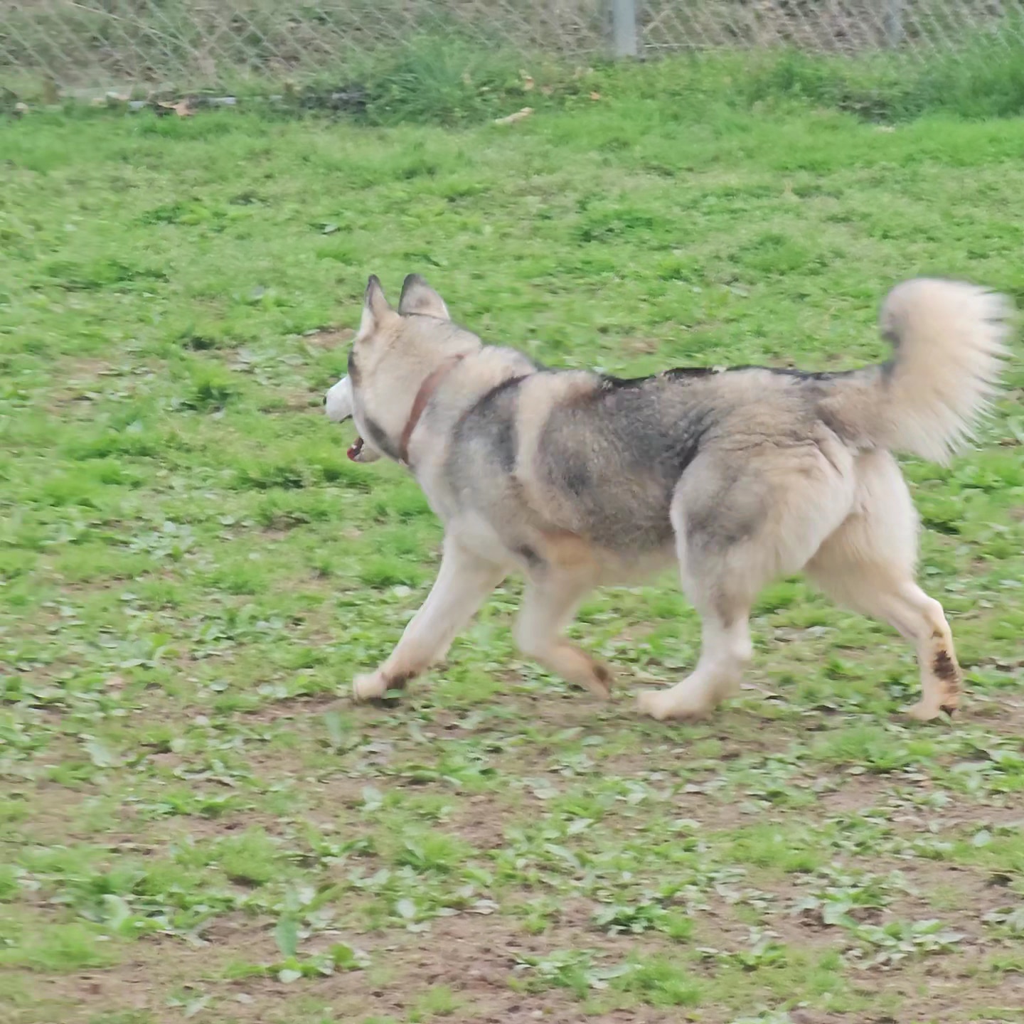 Azalea Park Dog Park - Charlottesville, VA