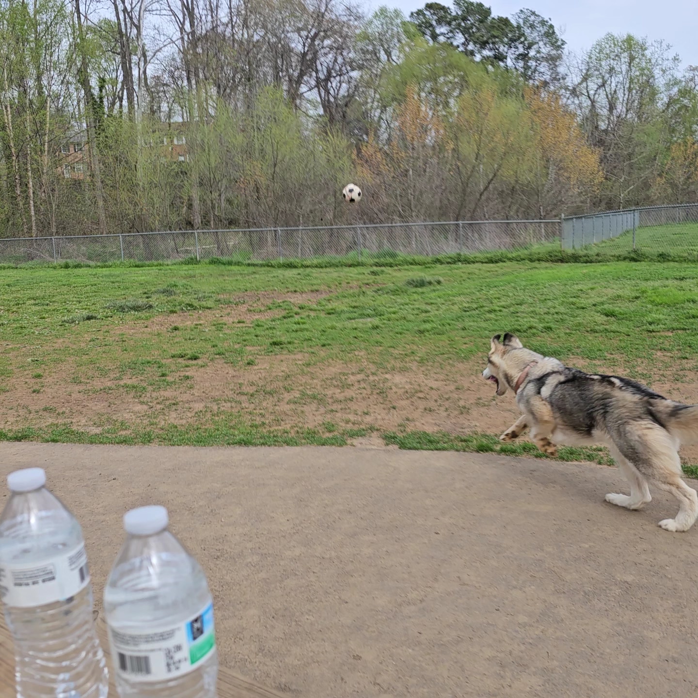 Azalea Park Dog Park - Charlottesville, VA