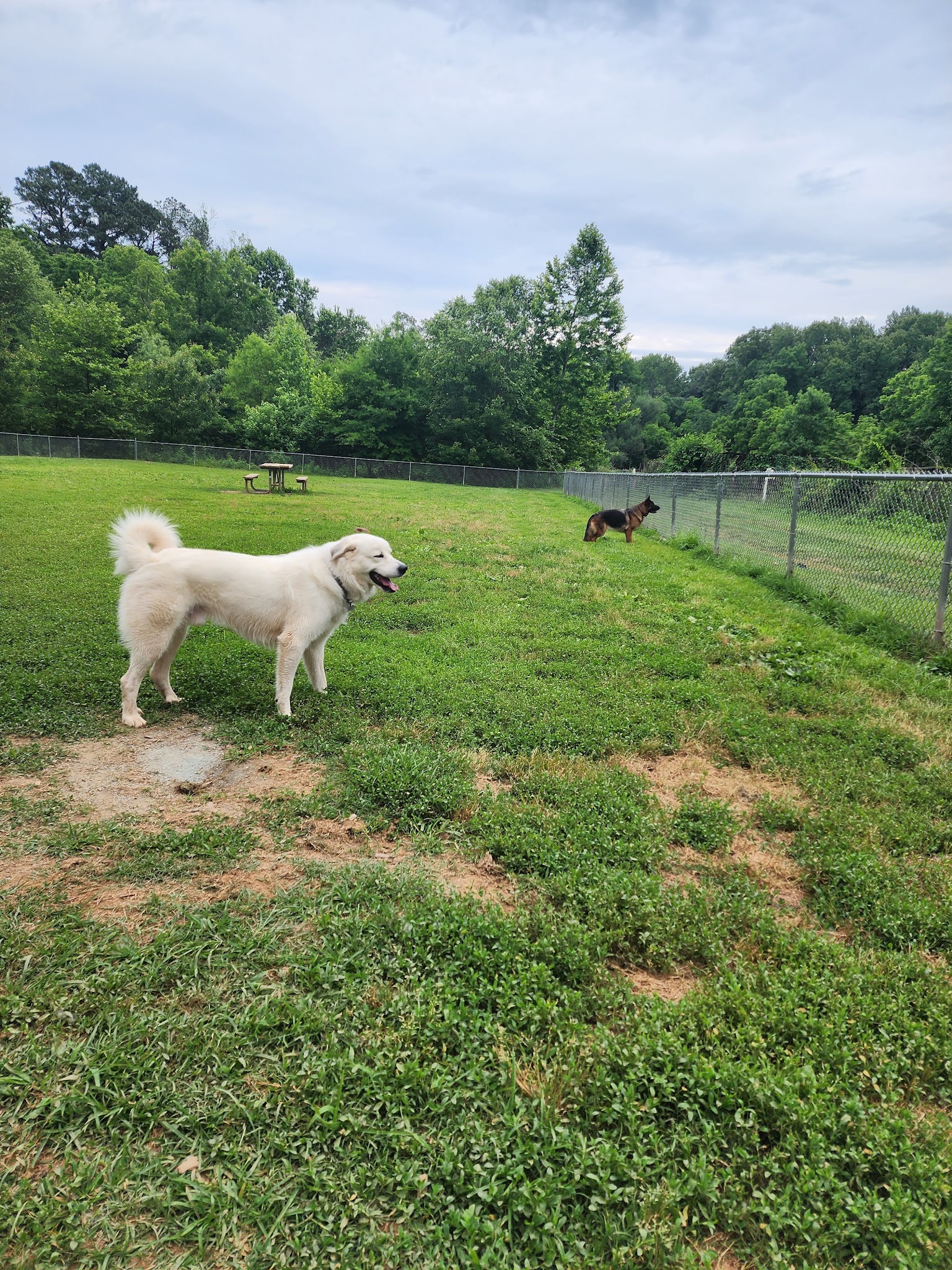 Azalea Park Dog Park - Charlottesville, VA