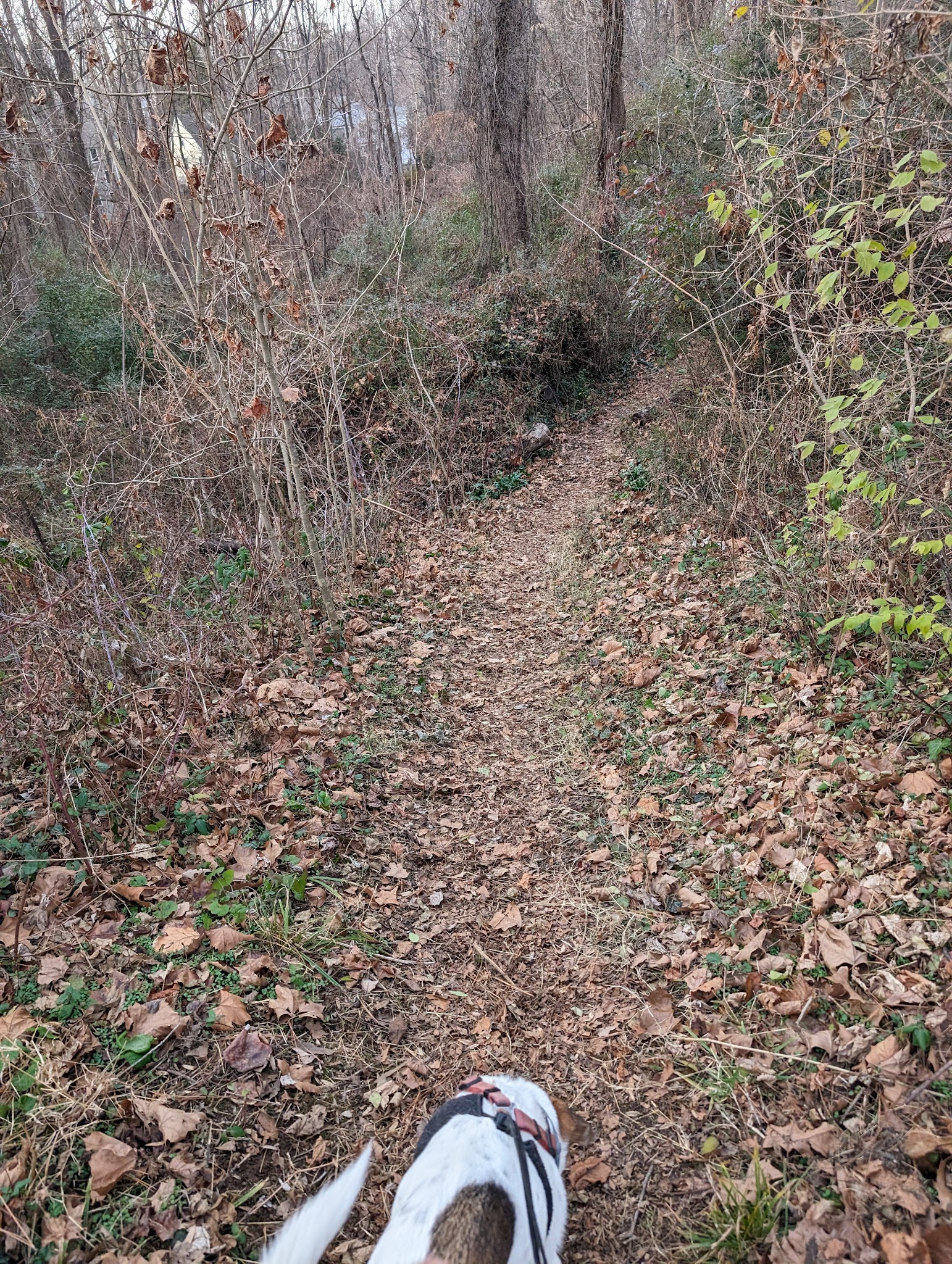 Northeast Park - Charlottesville, VA