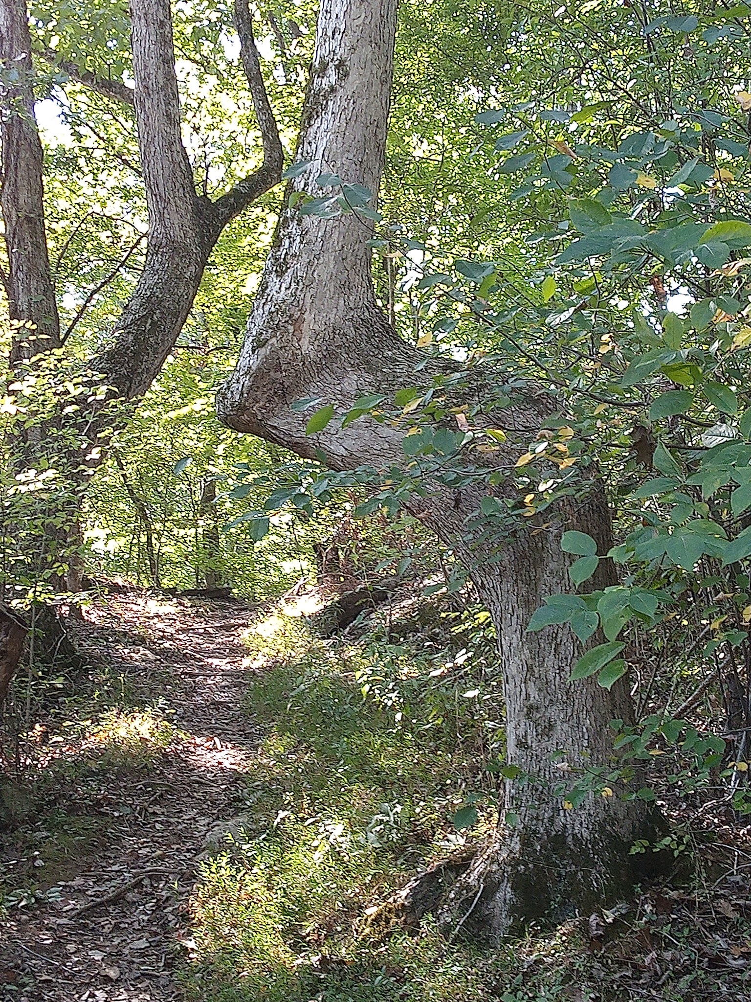 Hidden Pond Trail Songbird Management Area - Chatsworth, GA