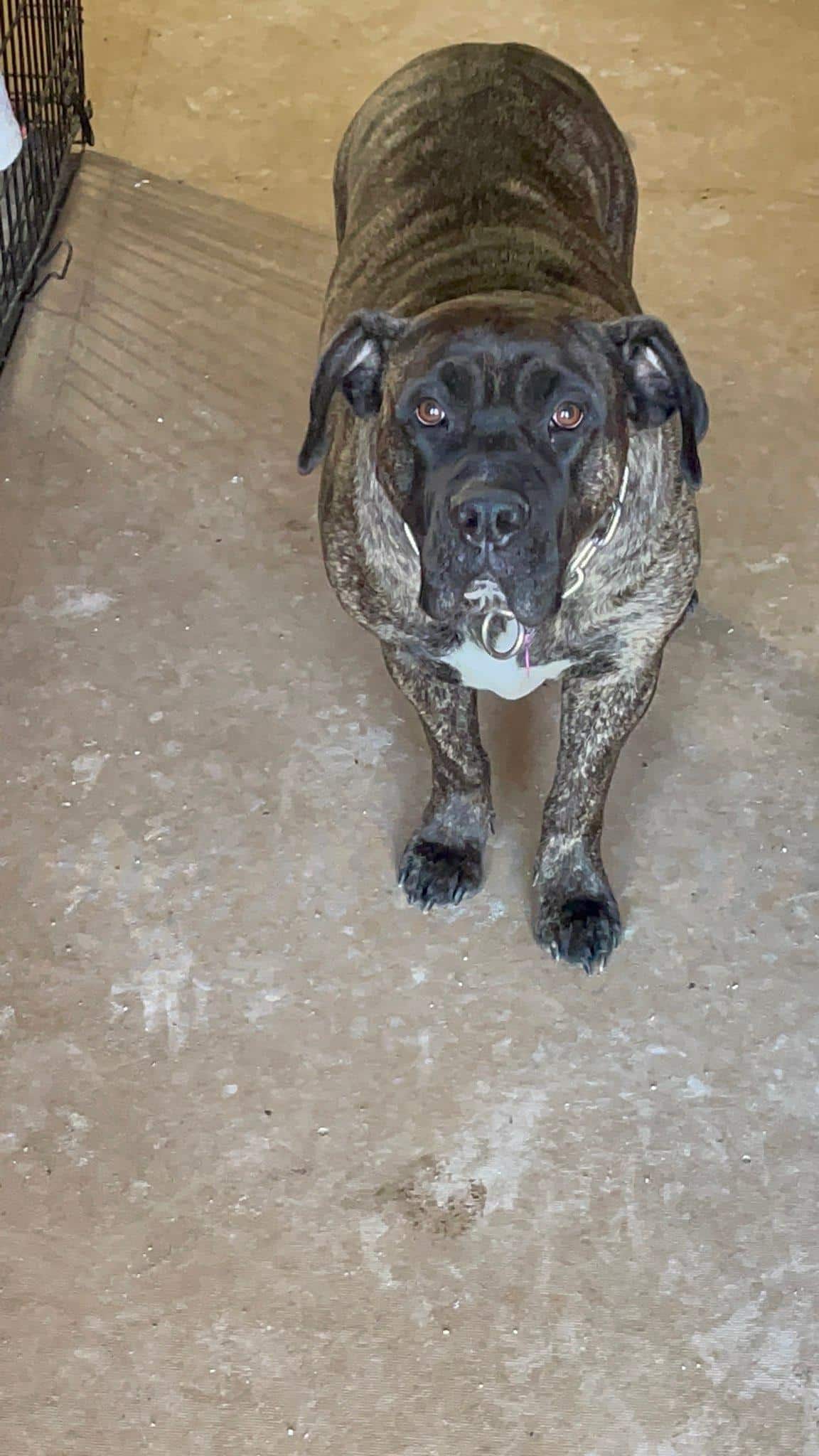 Checotah Bark Resort - Checotah, OK