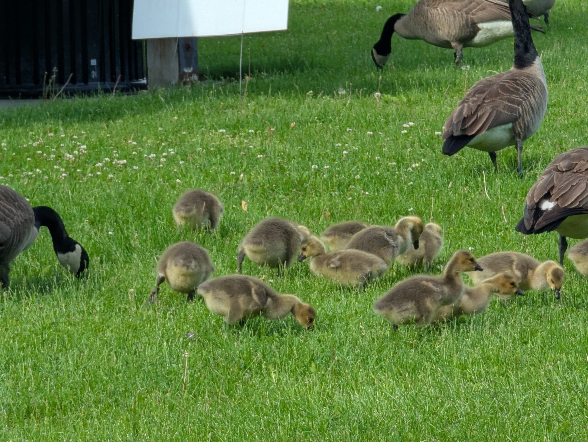 Rachel Carson Riverfront Park - Cheswick, PA