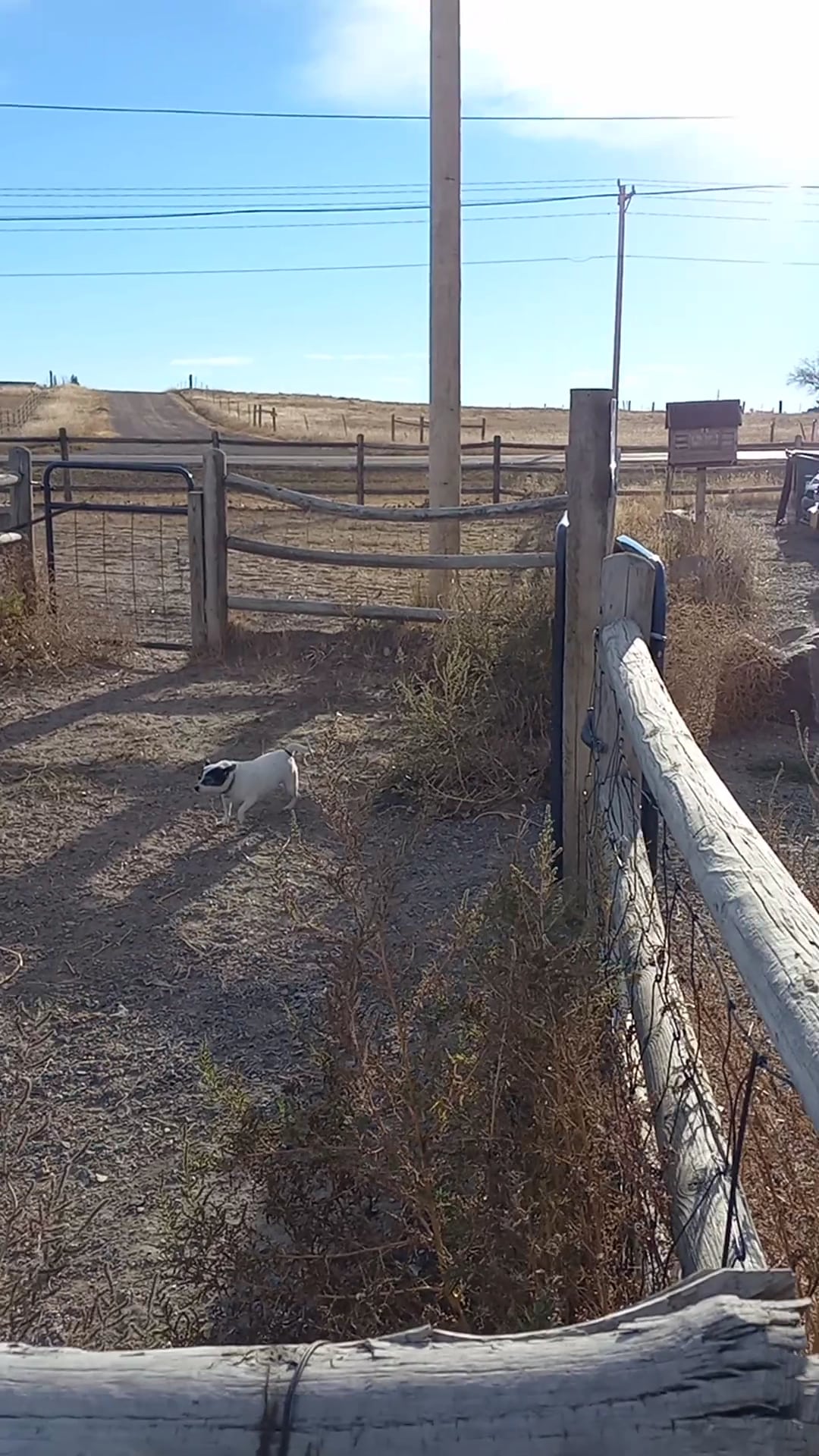 Dog Park at the Animal Shelter - Cheyenne, WY