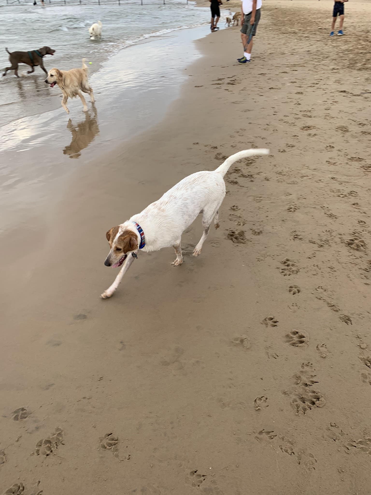 Montrose Dog Park - Chicago, IL