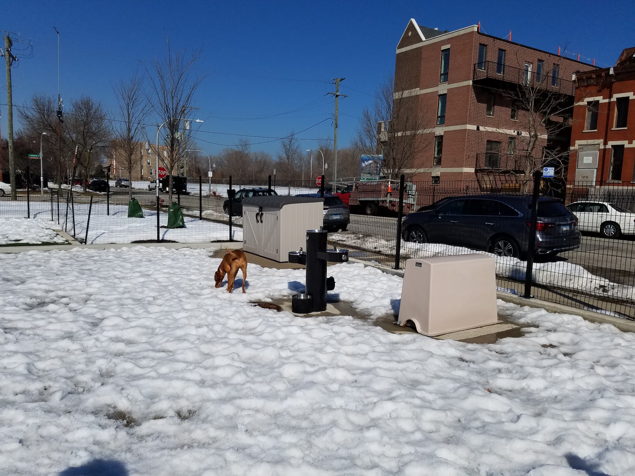 Bronzeville Dog Park #591 - Chicago, IL
