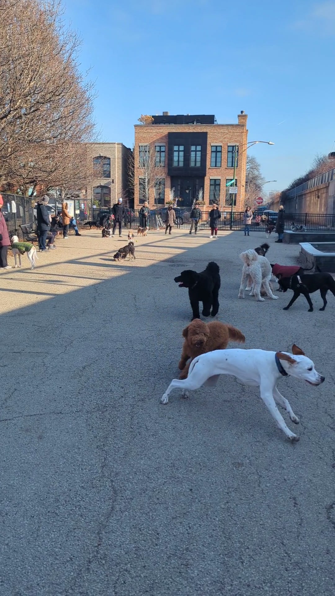Churchill Park Dog Friendly Area - Chicago, IL