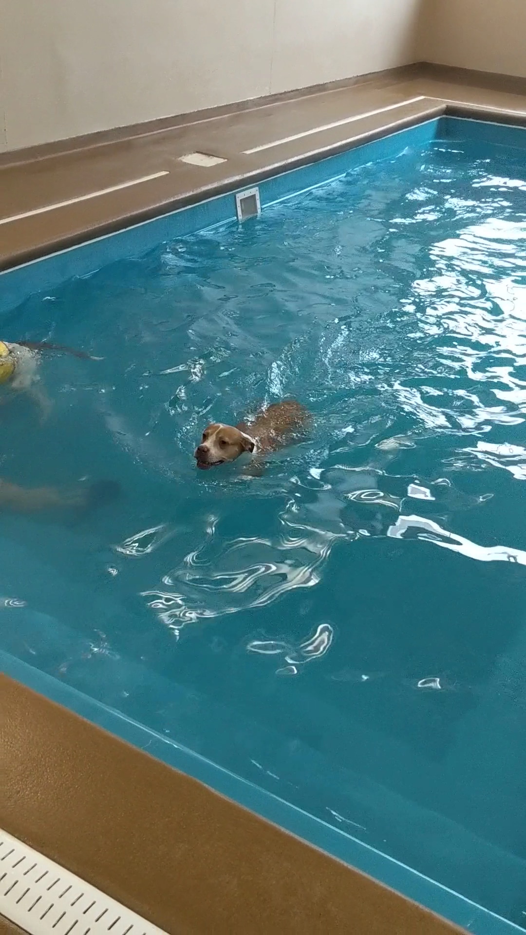 Doggy Paddle Aquatic Center For Dogs - Chicago, IL