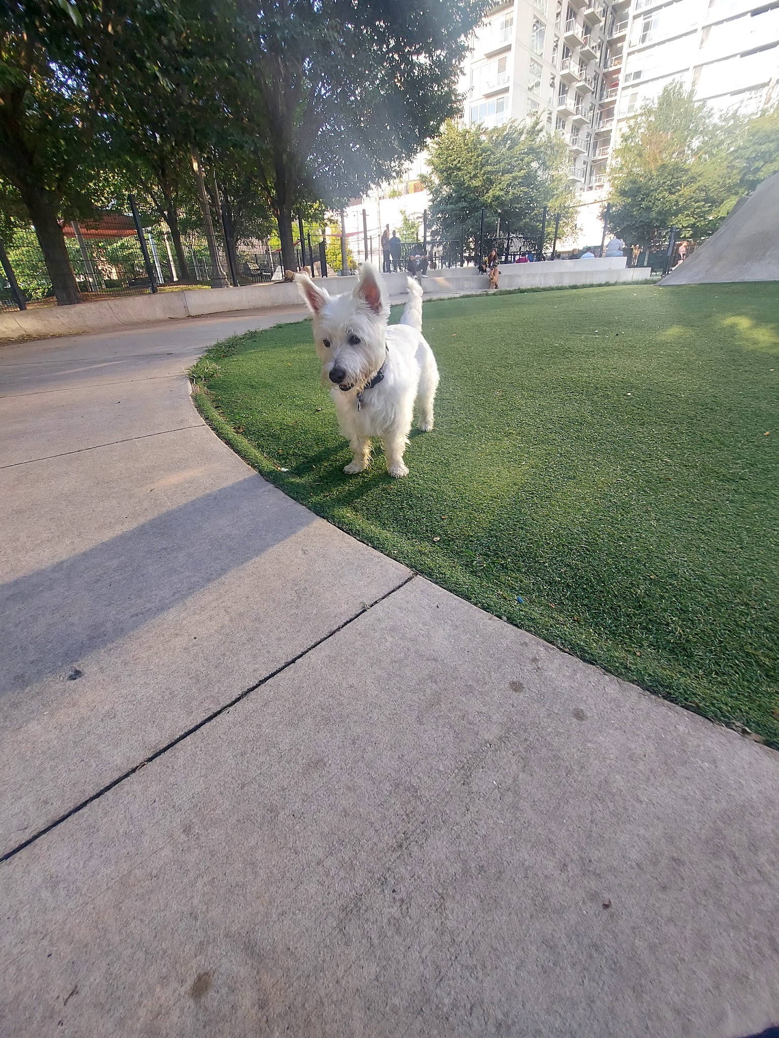 Fred Anderson Dog Friendly Area - Chicago, IL