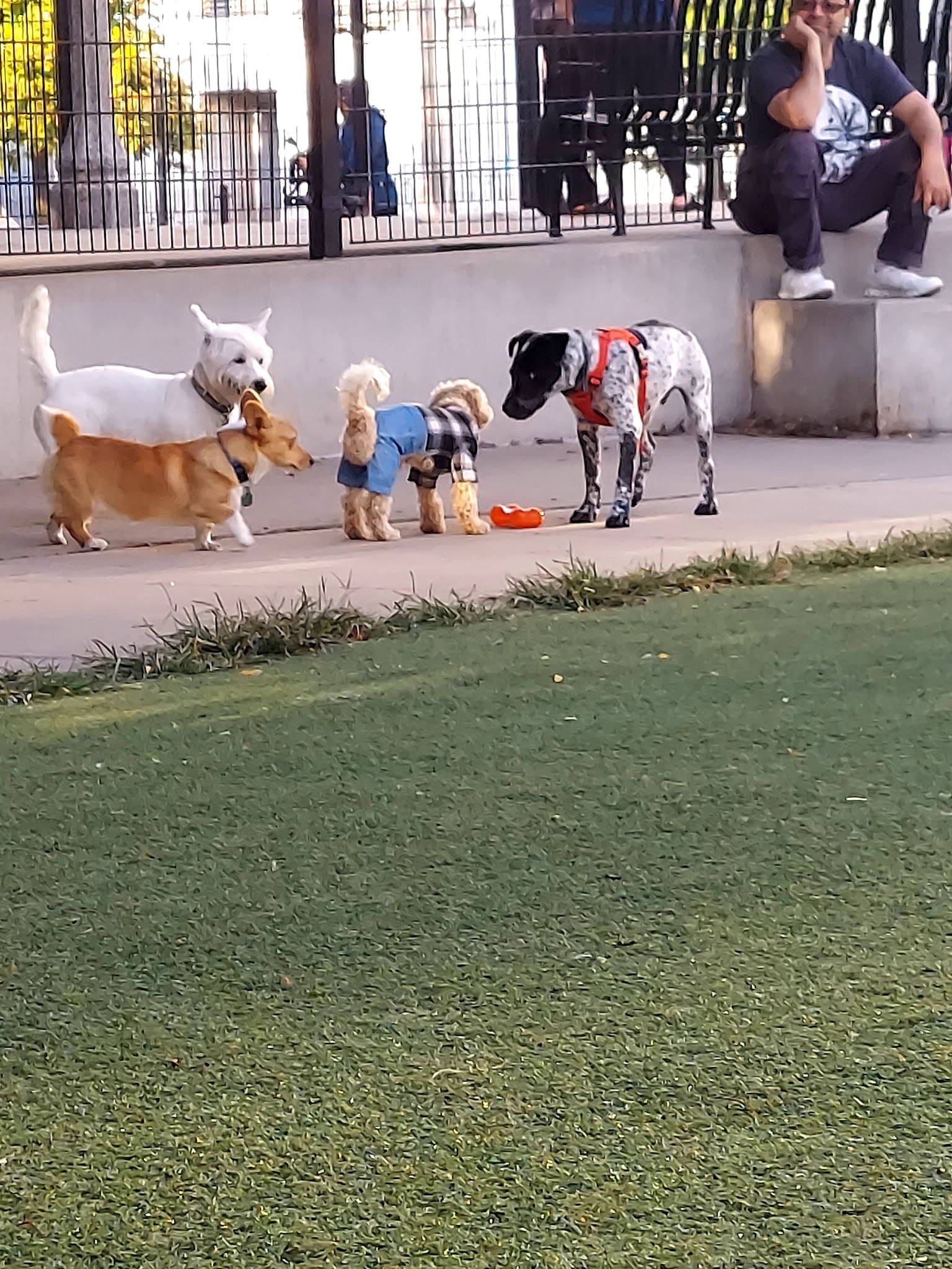 Fred Anderson Dog Friendly Area - Chicago, IL