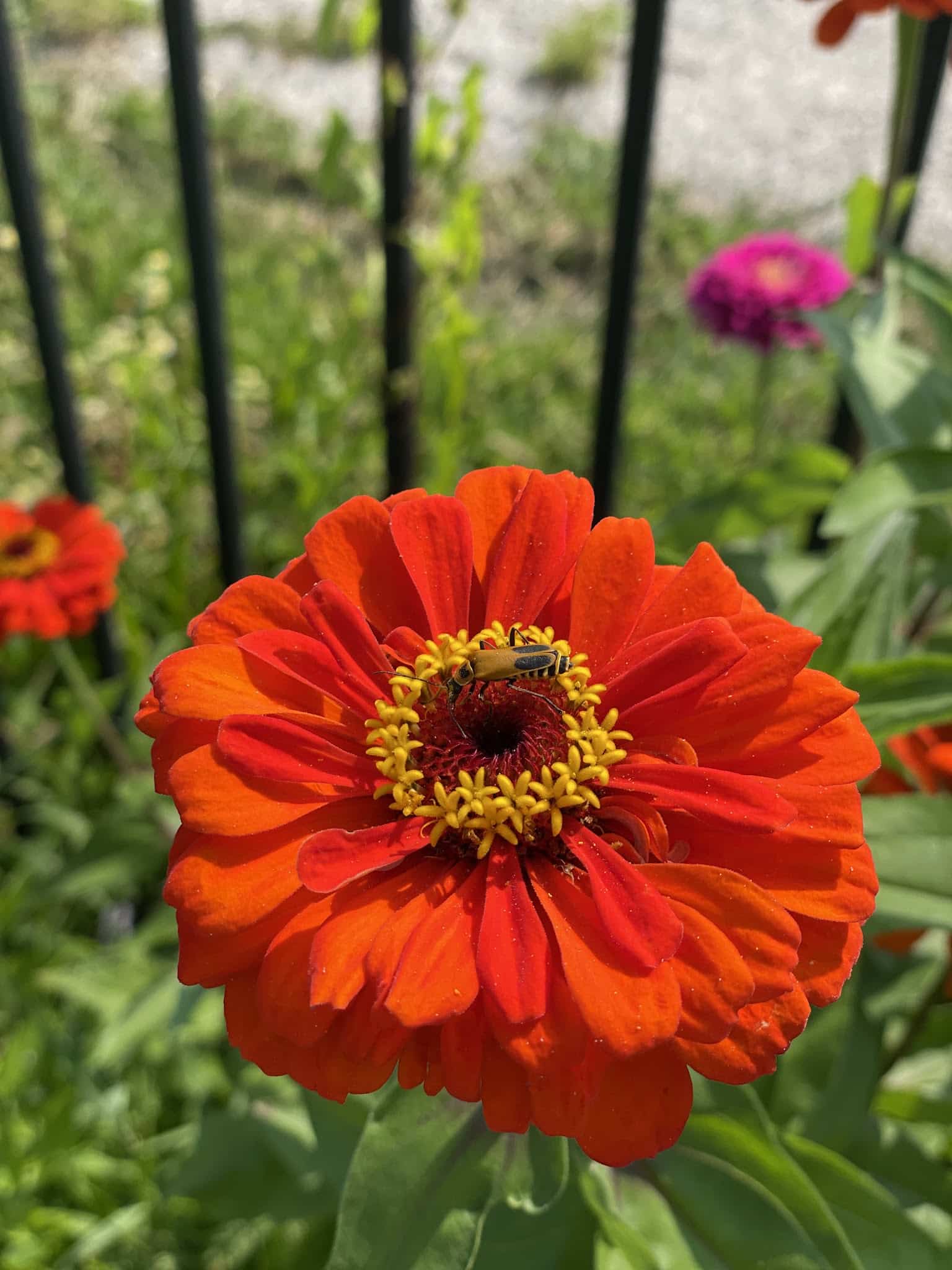 Graver Park - Chicago, IL