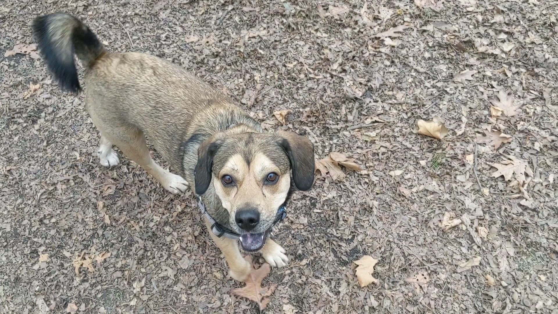 Horner Park Dog Park - Chicago, IL