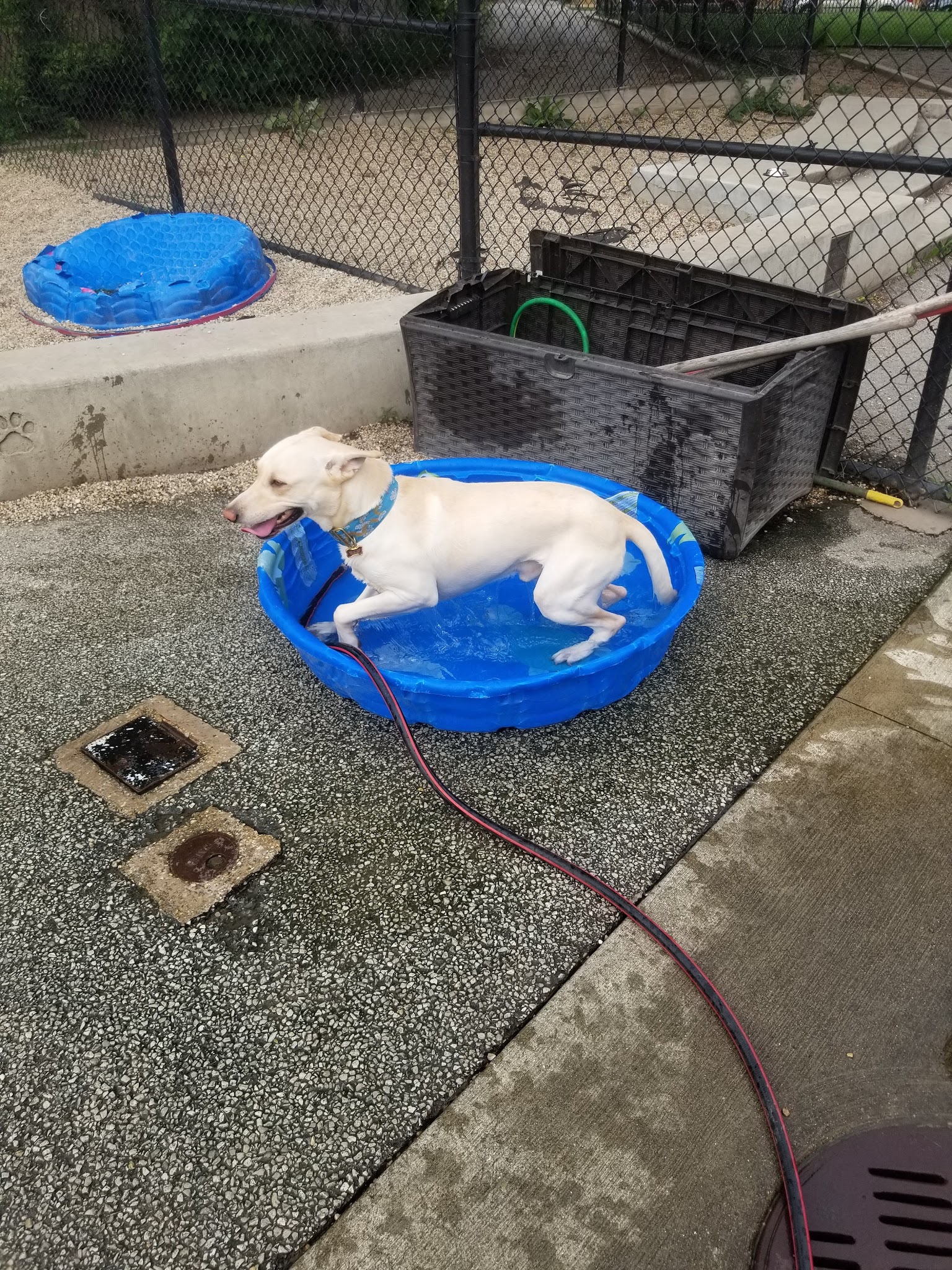 Logan Square Dog Park - Chicago, IL