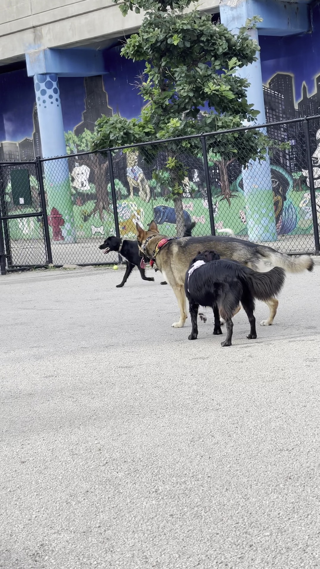 Logan Square Dog Park - Chicago, IL