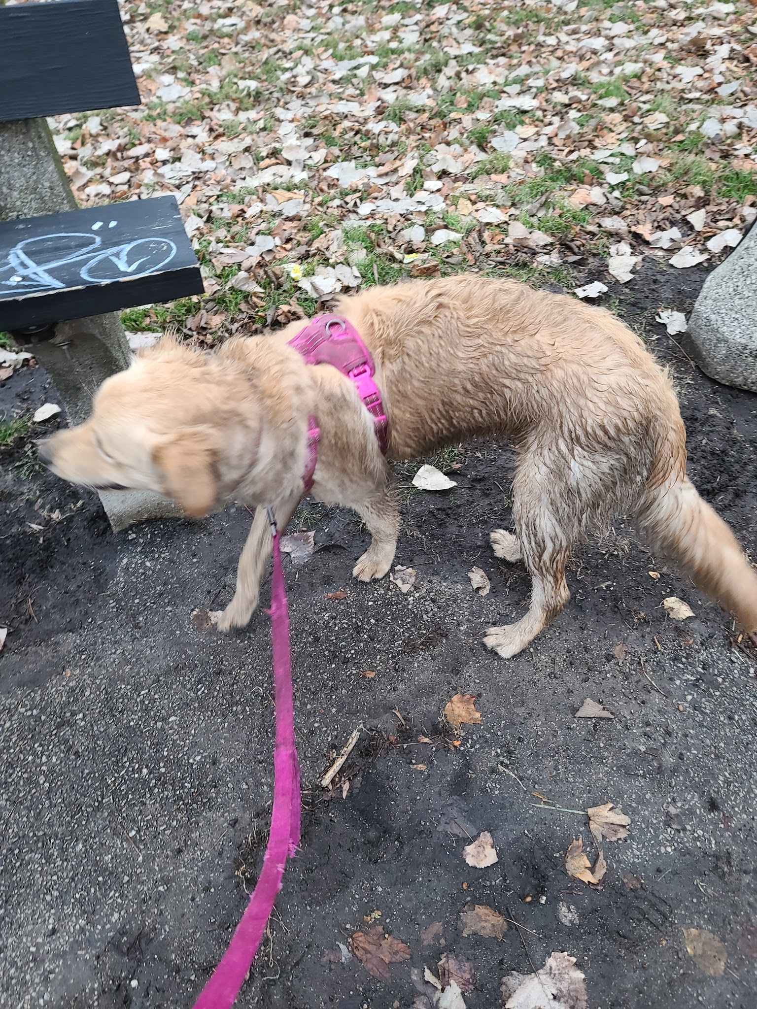 River Park Dog Friendly Area - Chicago, IL