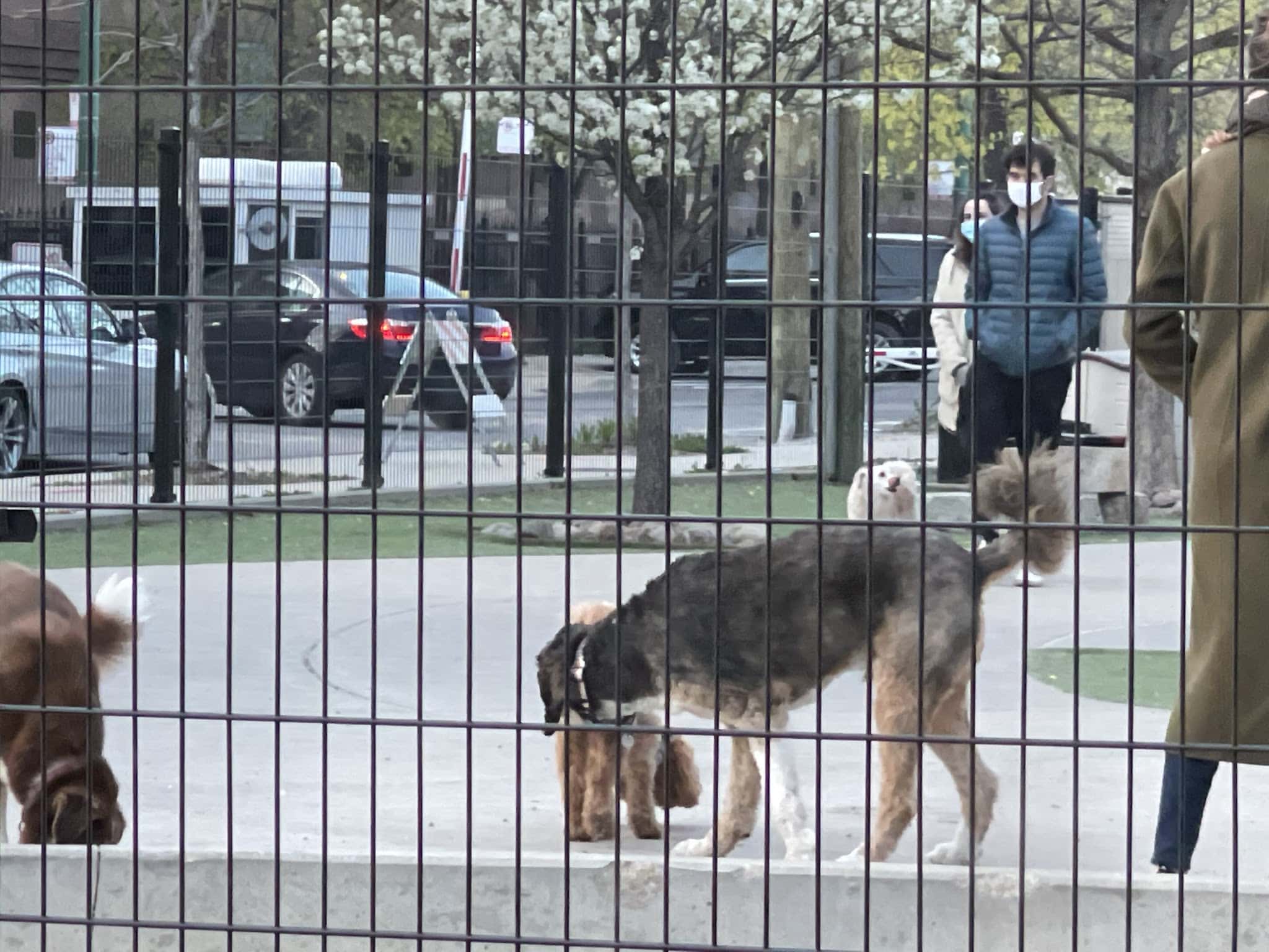 The West Loop 569 Dog Friendly Area - Chicago, IL