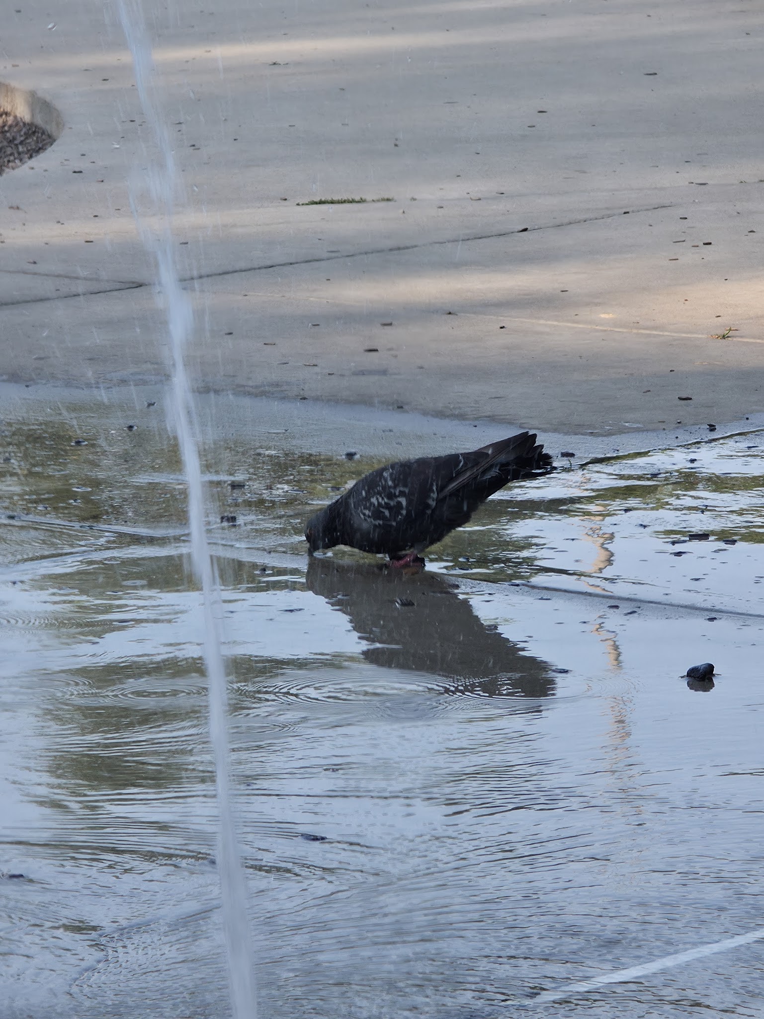 Walsh Park Dog Friendly Area - Chicago, IL