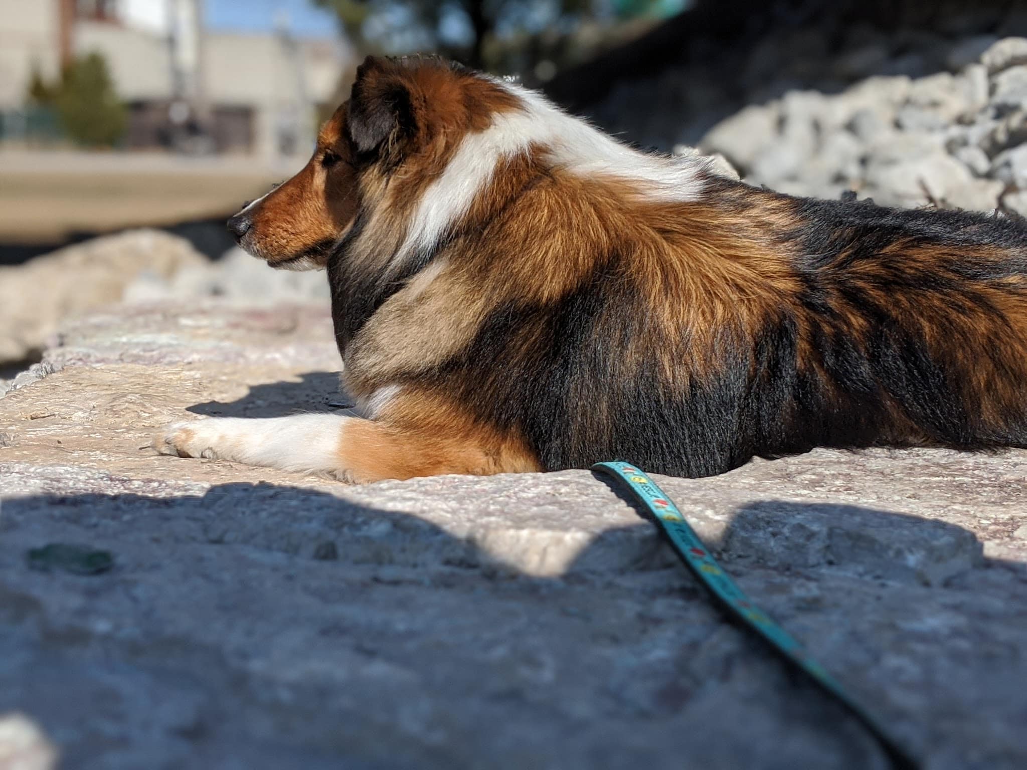 Walsh Park Dog Friendly Area - Chicago, IL
