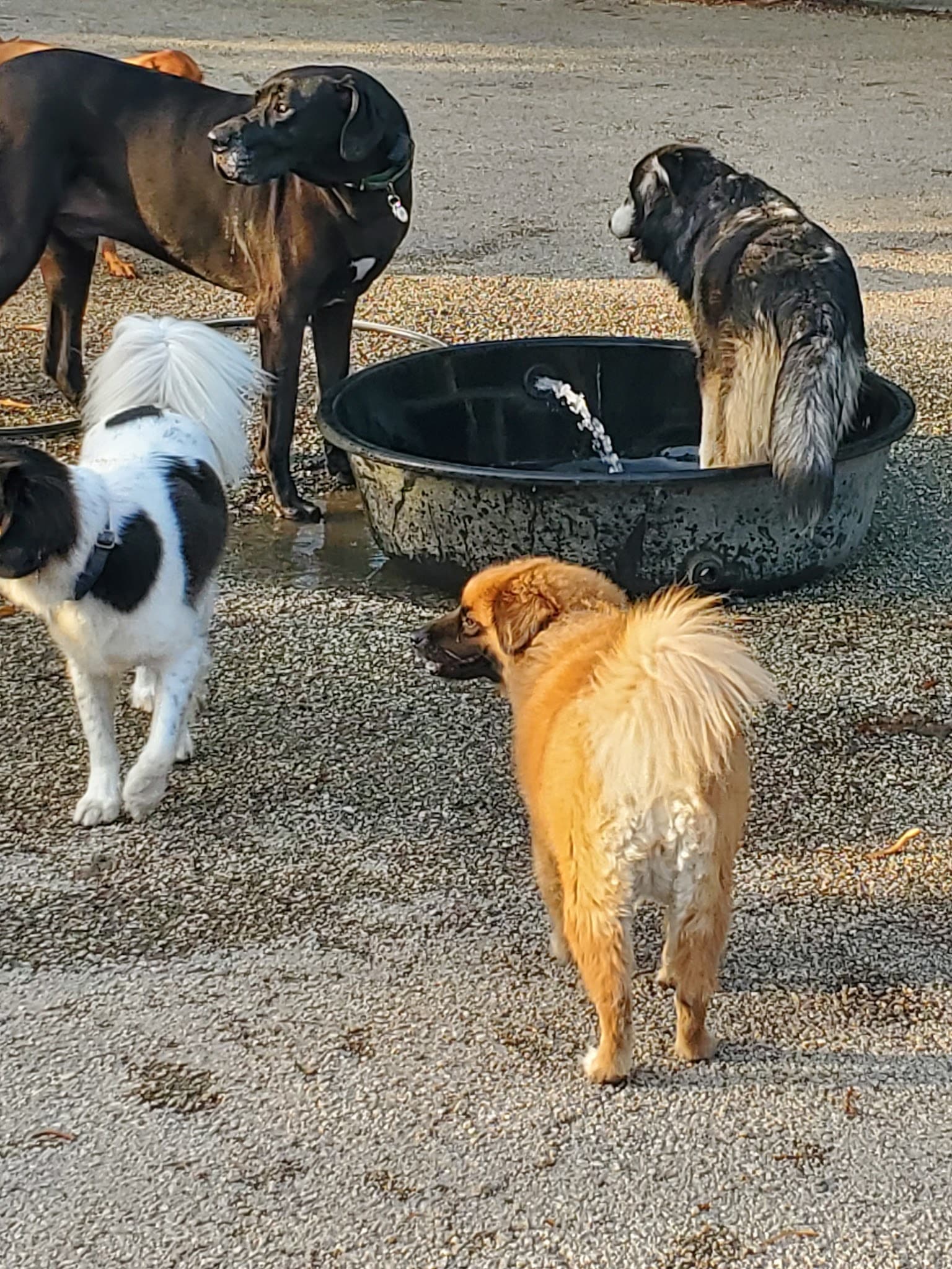 Wicker Park Dog Friendly Area - Chicago, IL