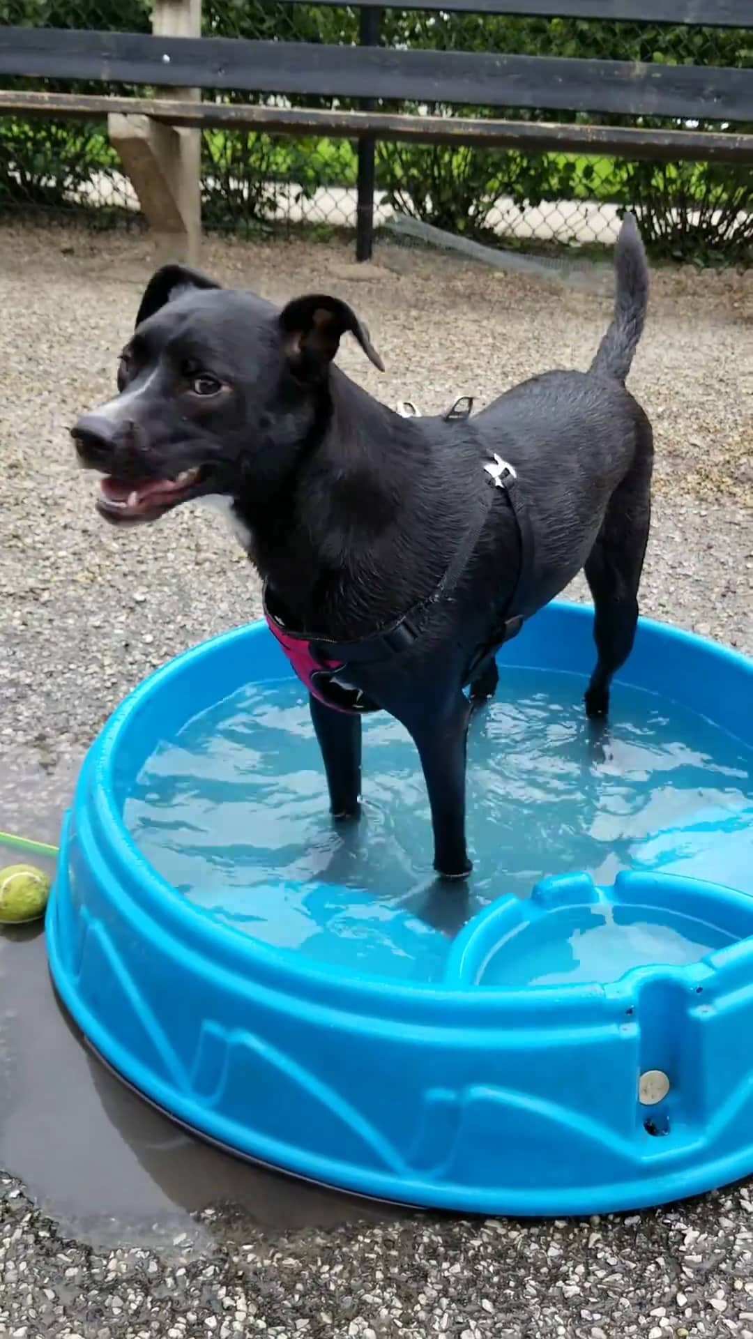 Wiggly Field Dog Park - Chicago, IL