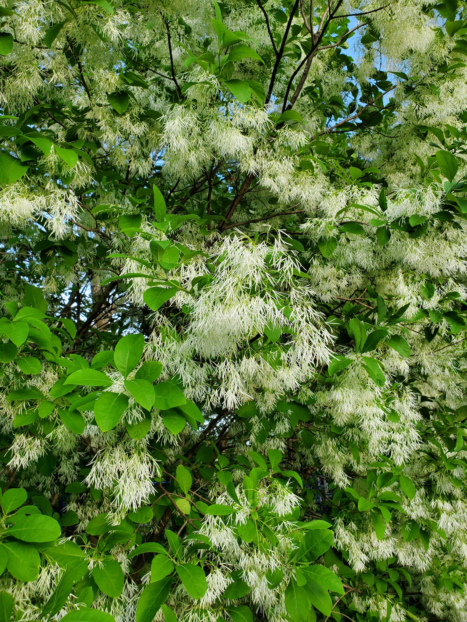 Wildwood Park - Chicago, IL