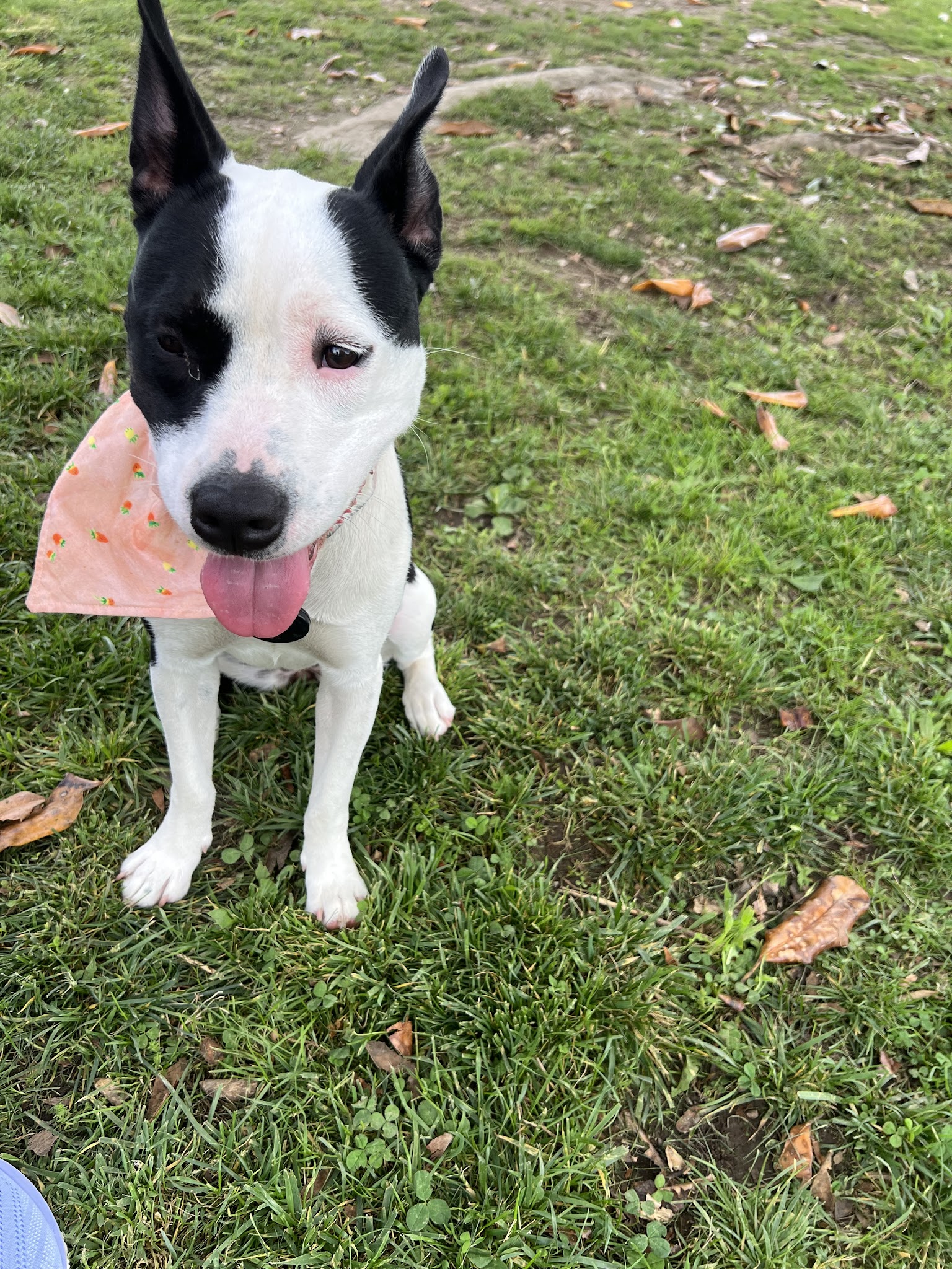 Dog park - Chickamauga, GA