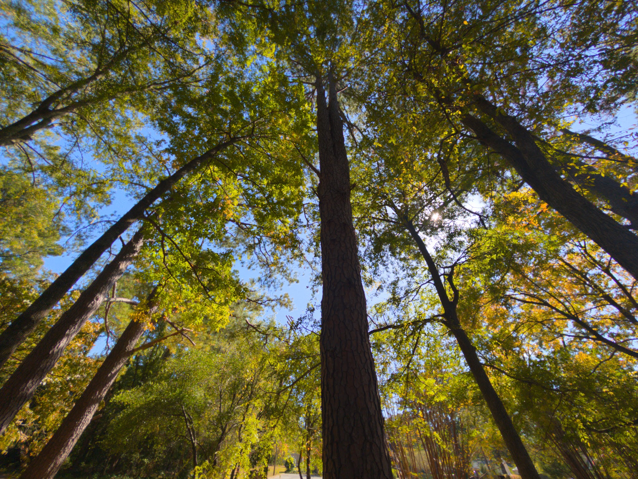 Sally West Park - Childersburg, AL