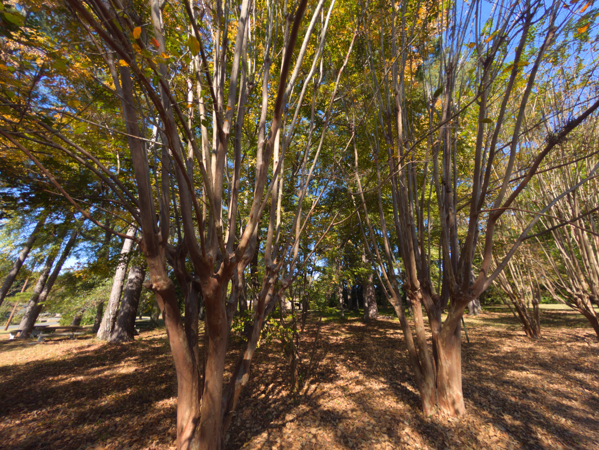 Sally West Park - Childersburg, AL