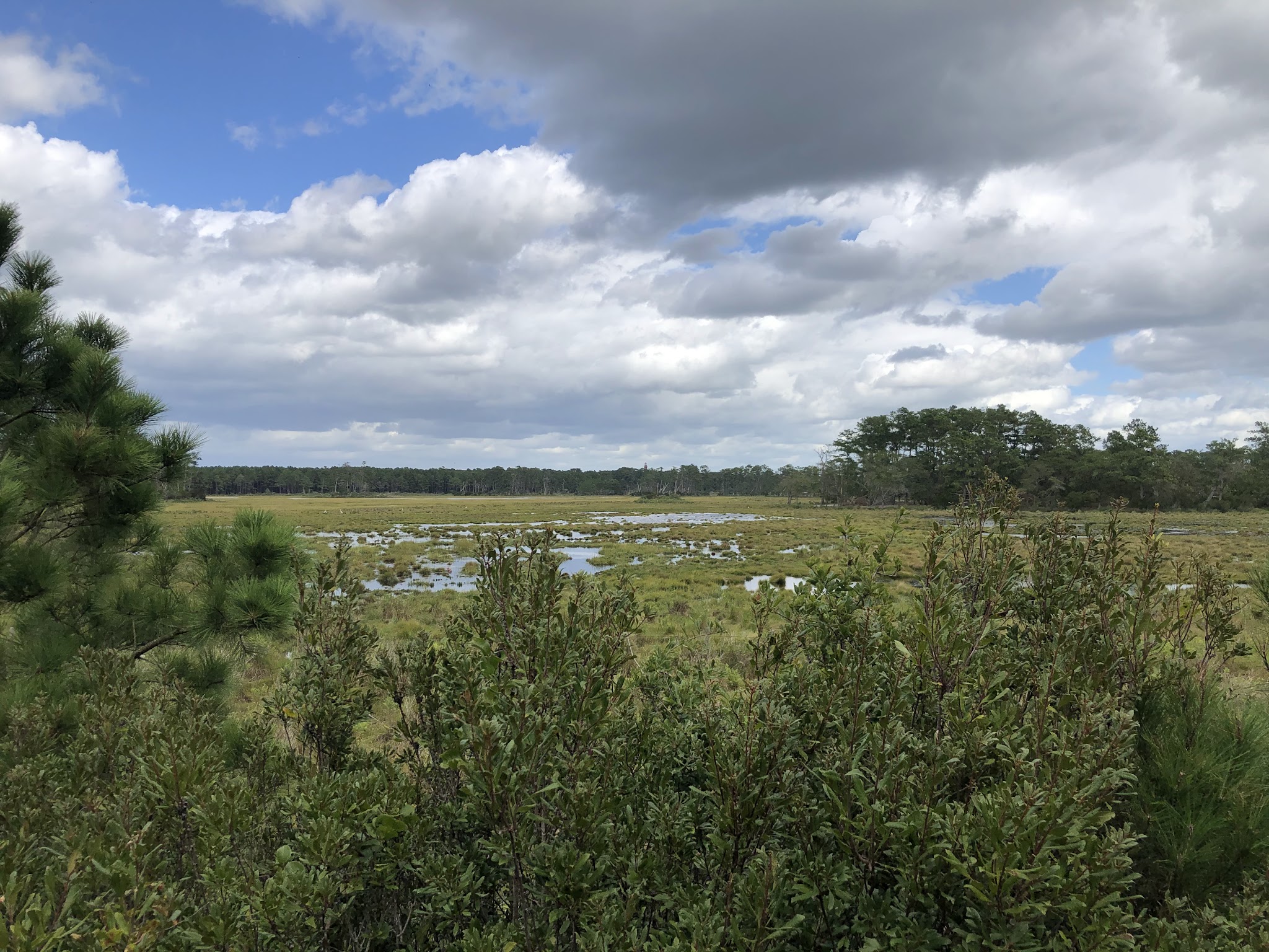 Assateague Beach - Chincoteague, VA