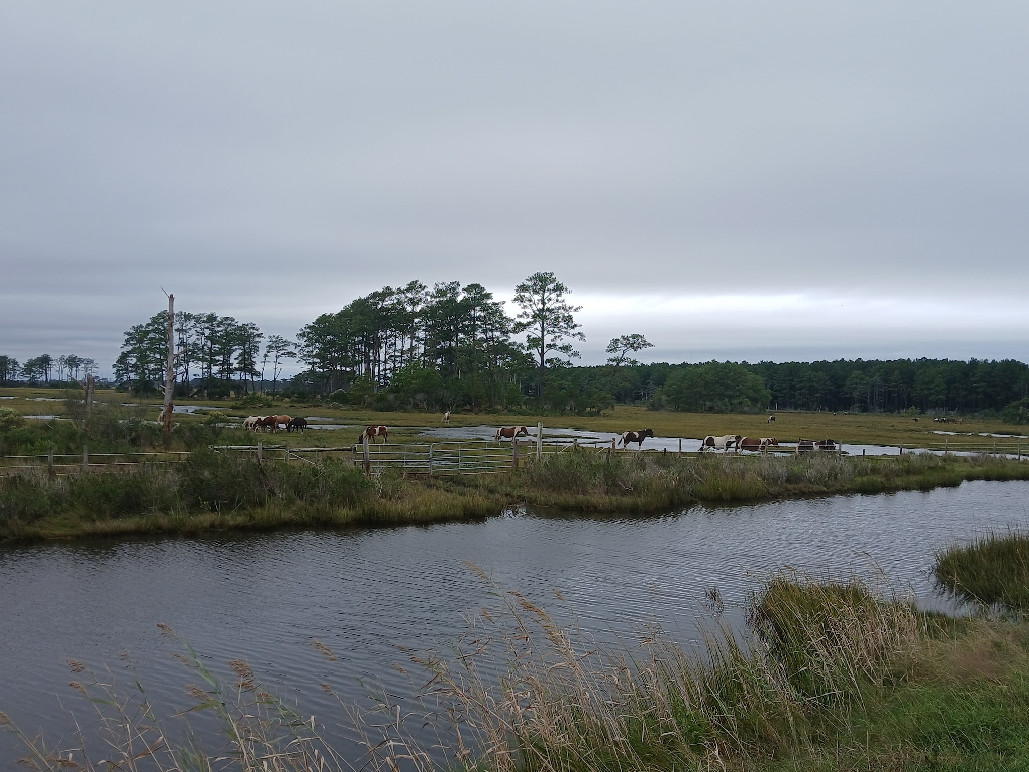 Chincoteague Beach - Chincoteague, VA