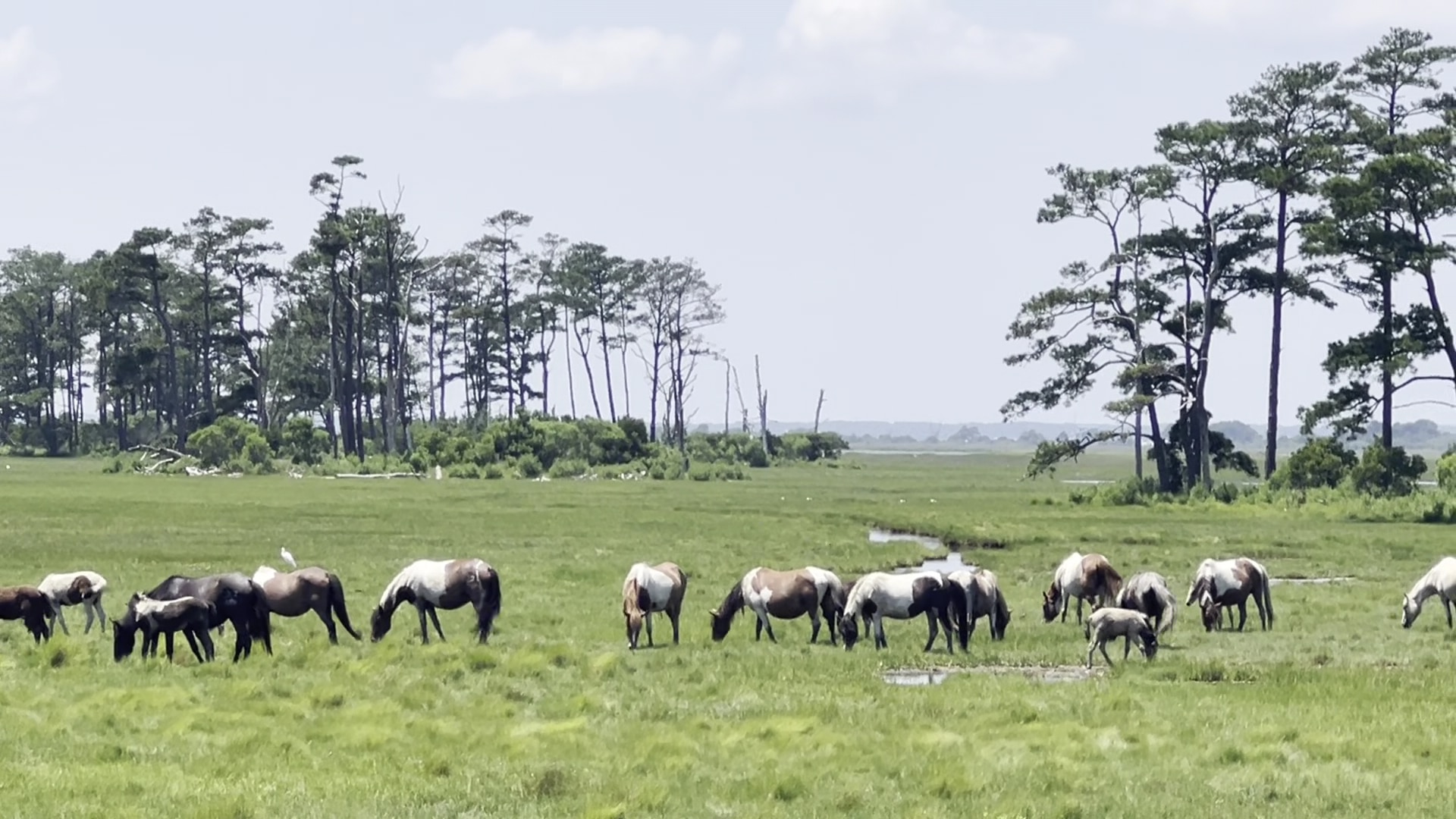 Chincoteague Beach - Chincoteague, VA
