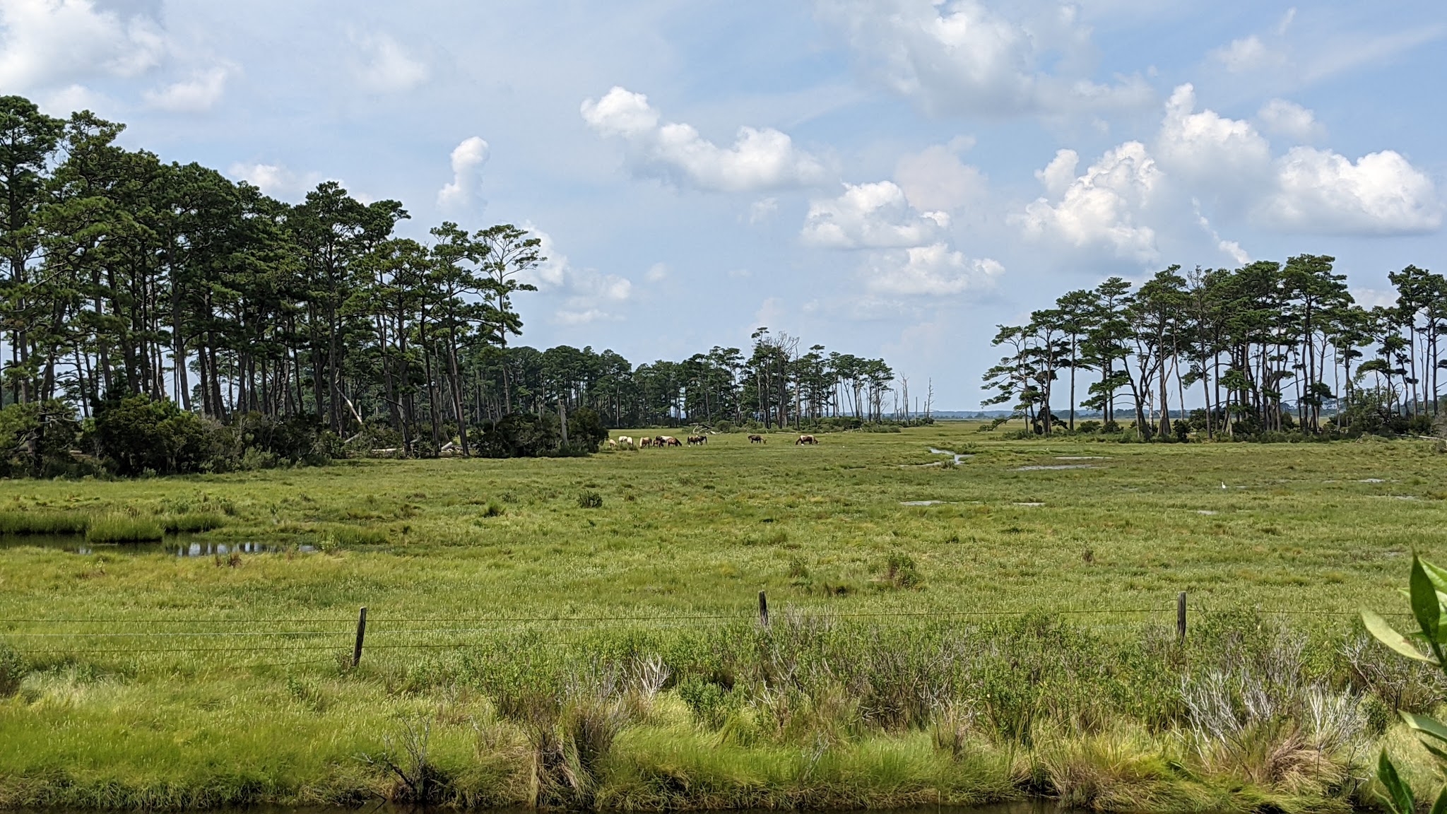 Chincoteague National Wildlife Refuge - Chincoteague, VA