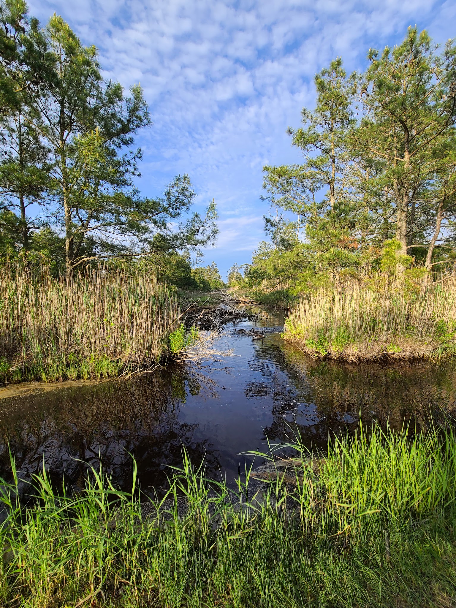 Island Nature Trail - Chincoteague, VA