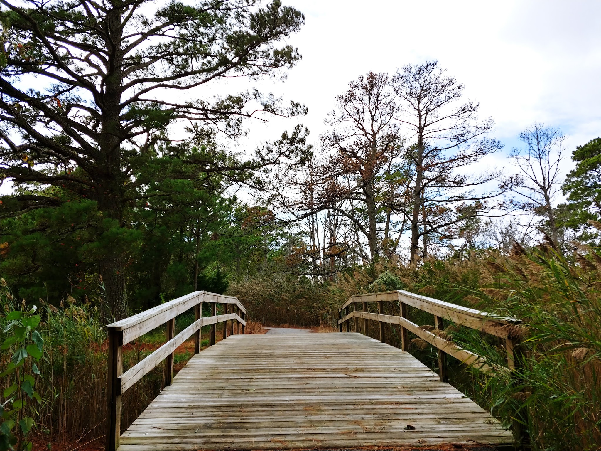 Island Nature Trail - Chincoteague, VA