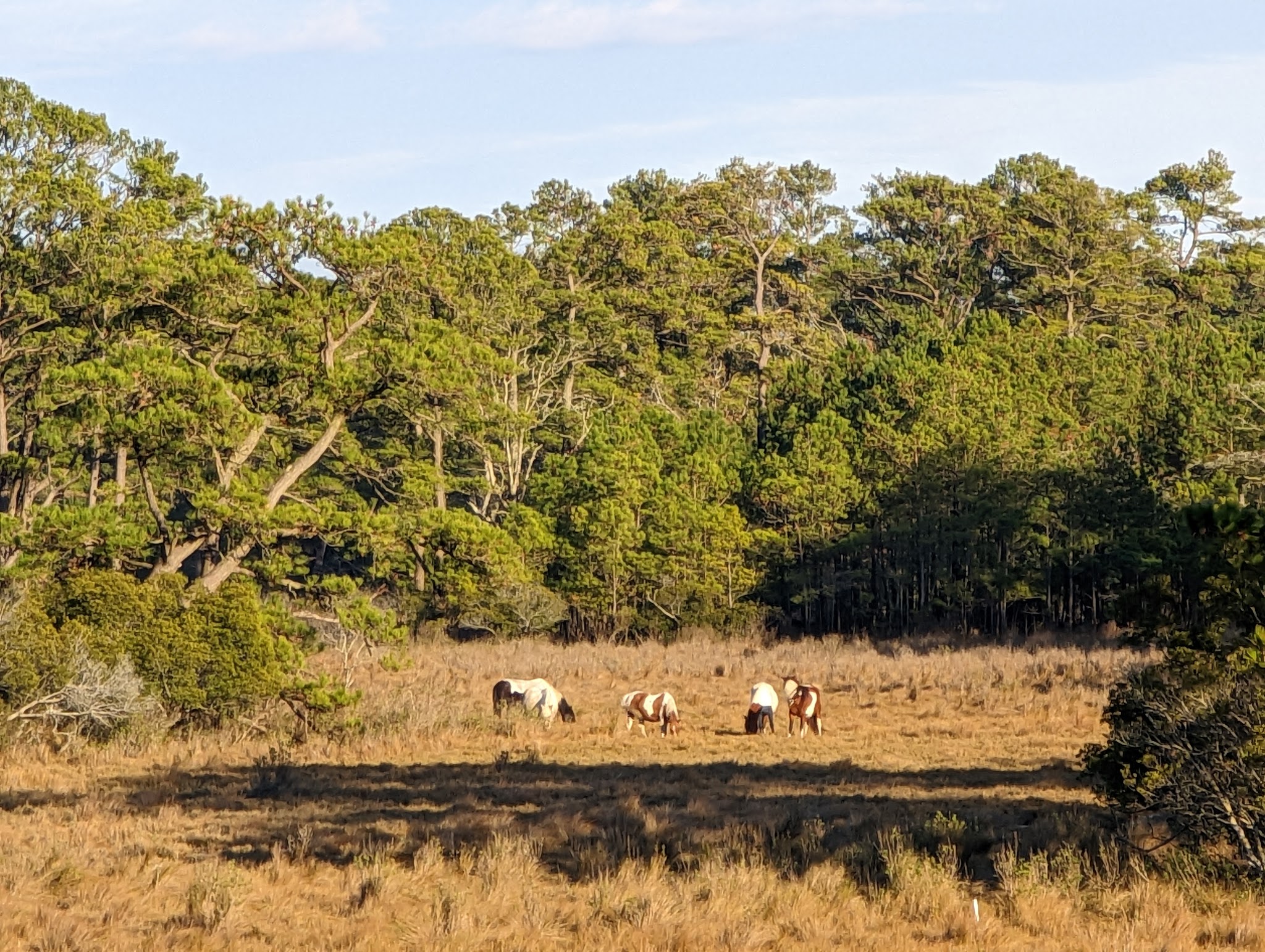 Woodland Trail Overlook - Chincoteague, VA