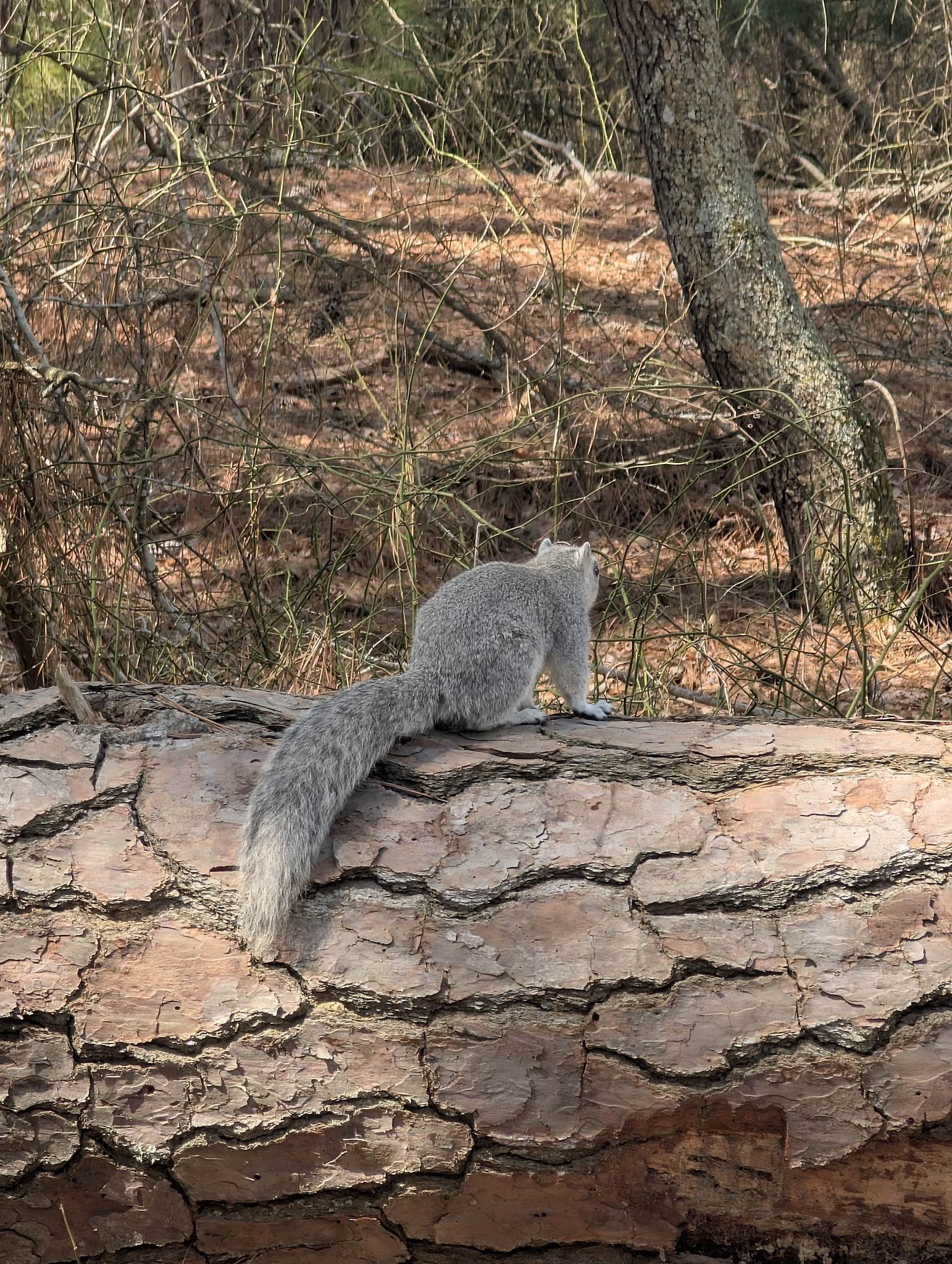Woodland Trail Overlook - Chincoteague, VA