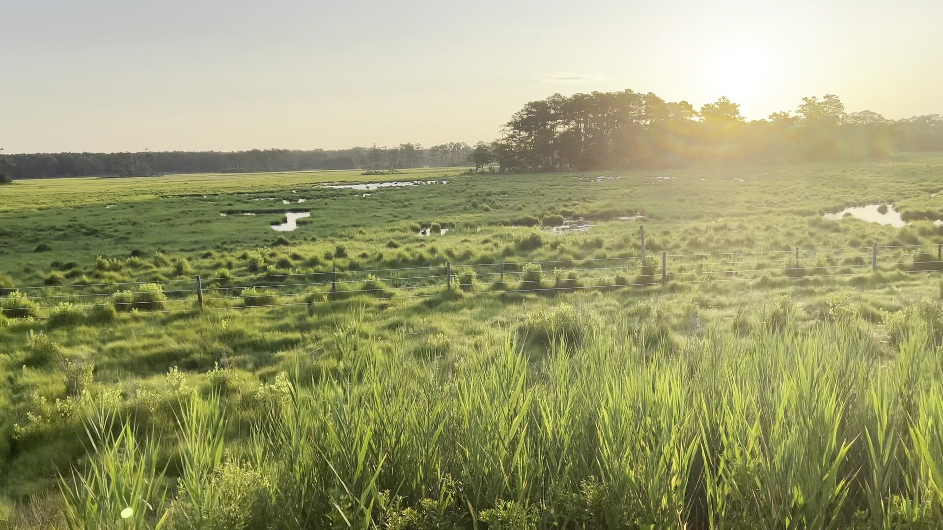 Woodland Trail Overlook - Chincoteague, VA