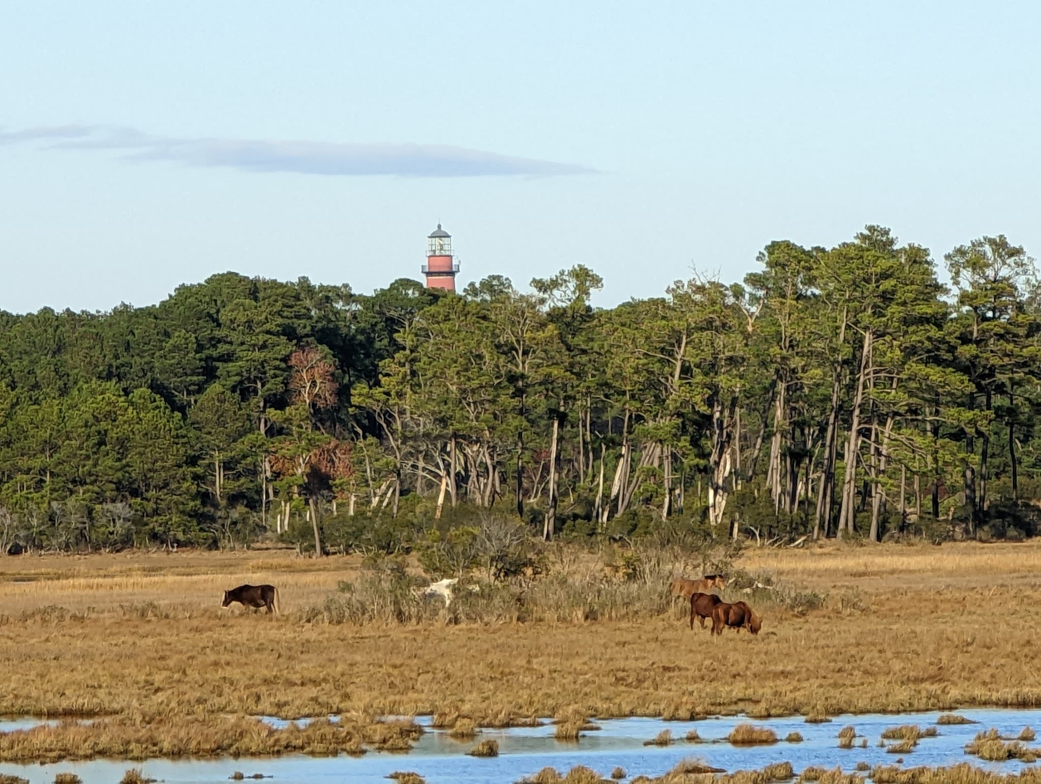 Woodland Trail Overlook - Chincoteague, VA