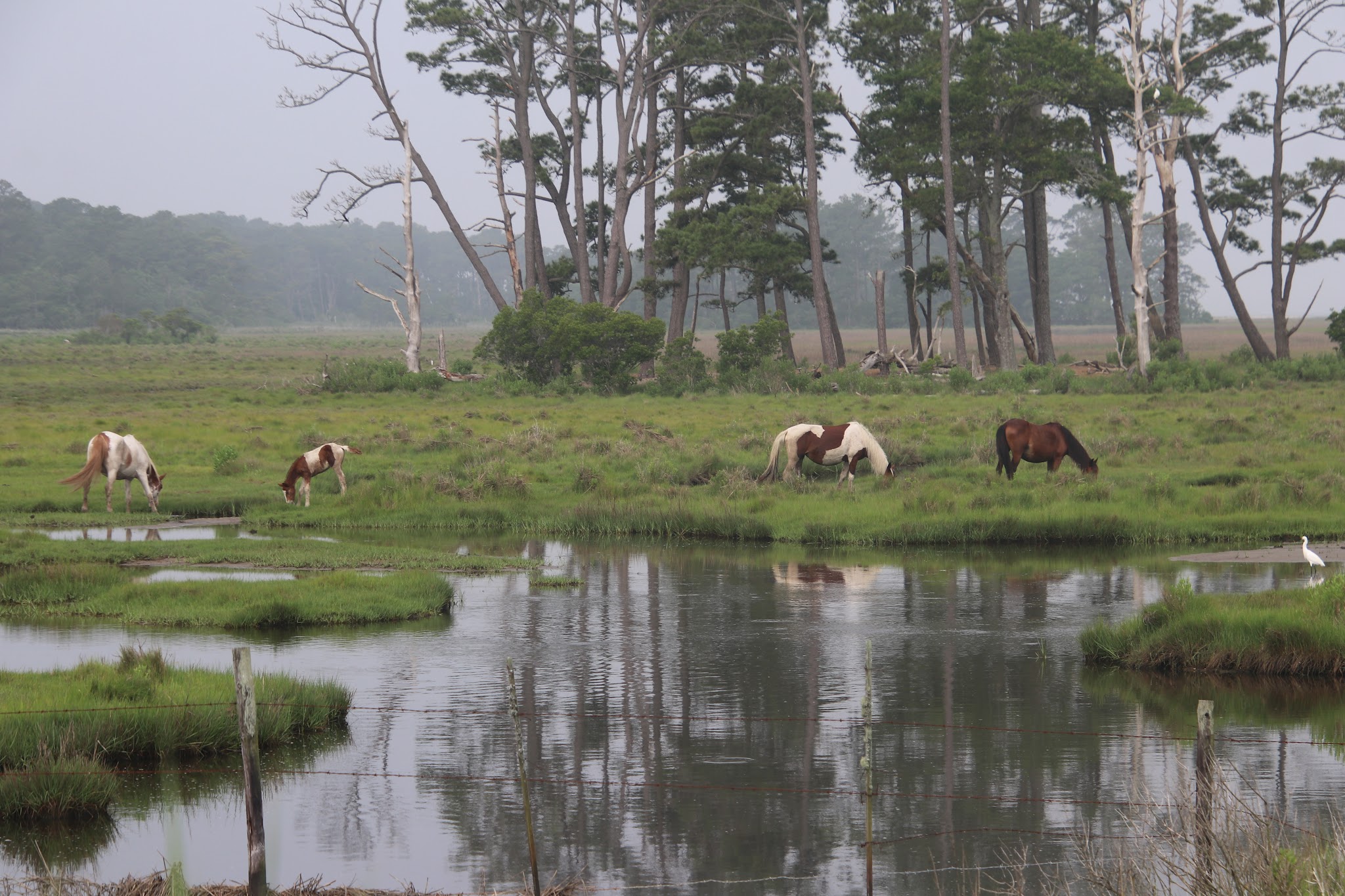 Woodland Trail Overlook - Chincoteague, VA