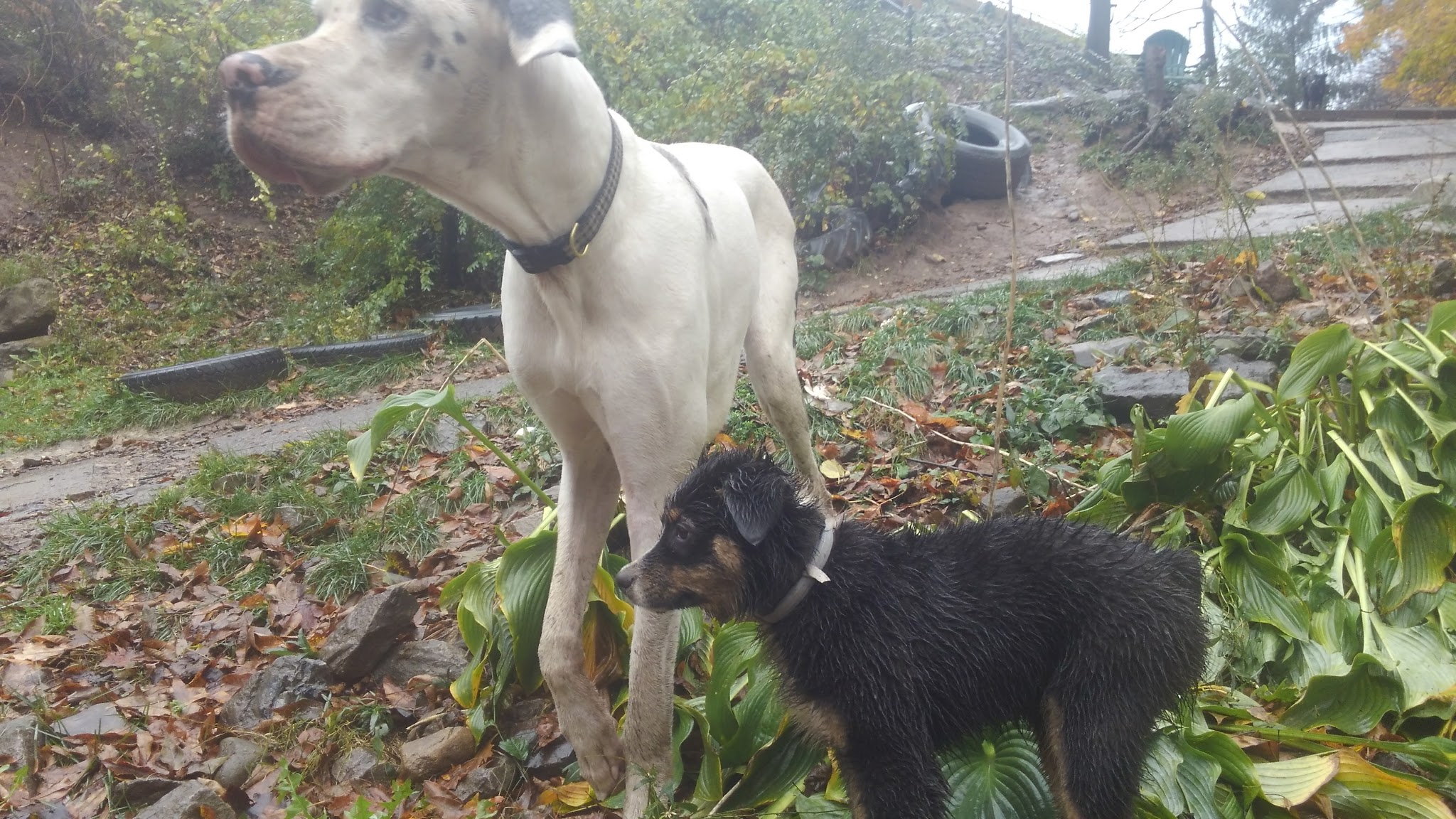 Critter Sitters CNY - Chittenango, NY