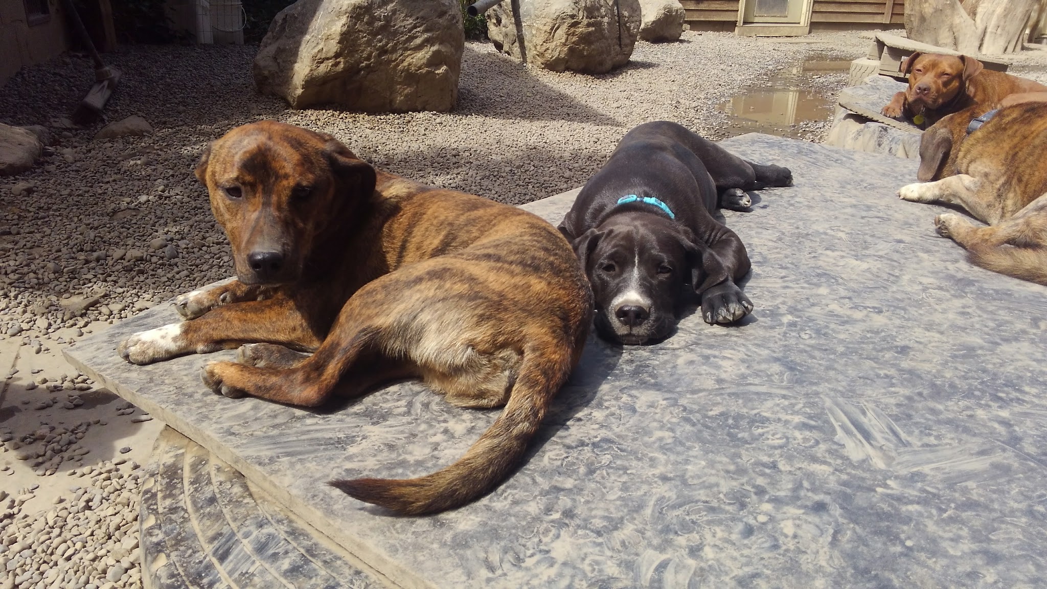 Critter Sitters CNY - Chittenango, NY