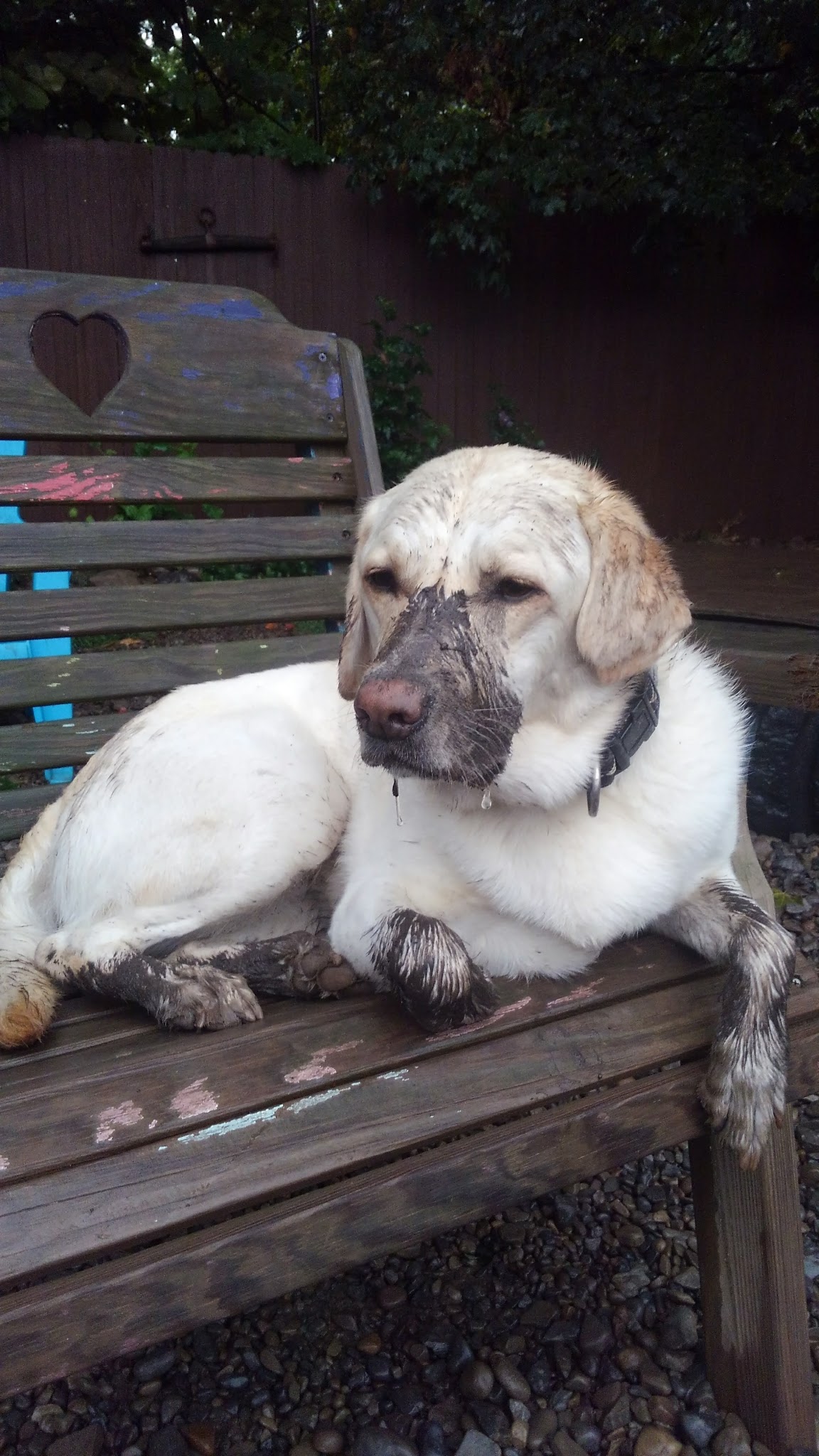 Critter Sitters CNY - Chittenango, NY