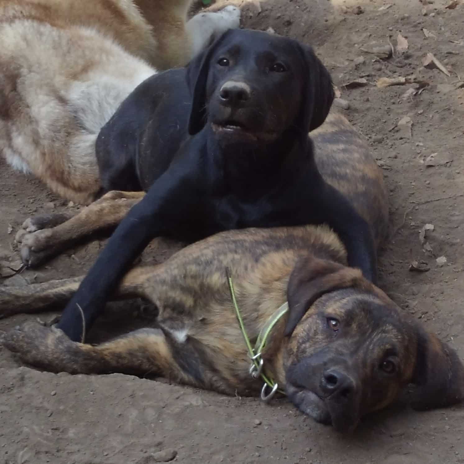 Critter Sitters CNY - Chittenango, NY