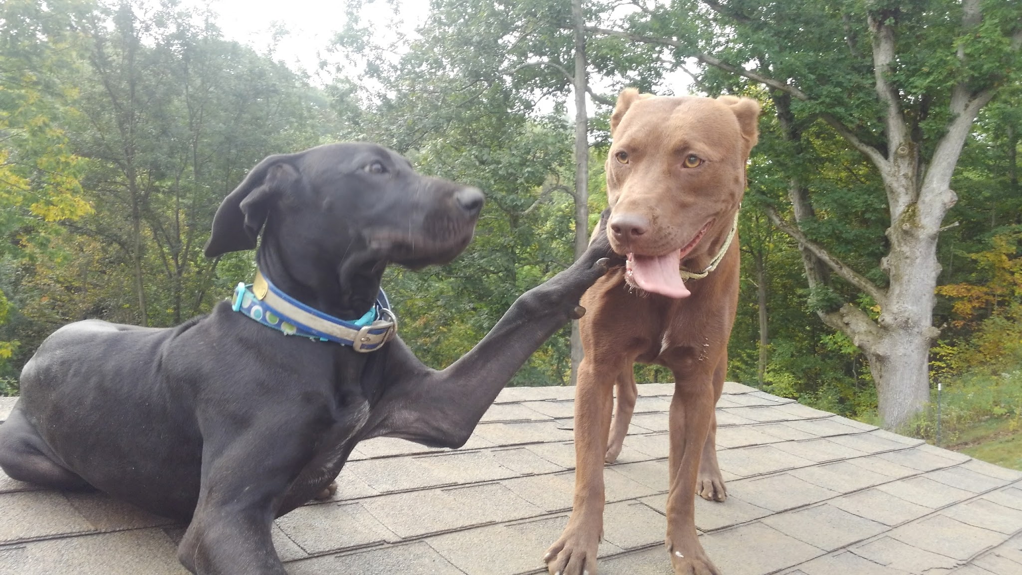 Critter Sitters CNY - Chittenango, NY