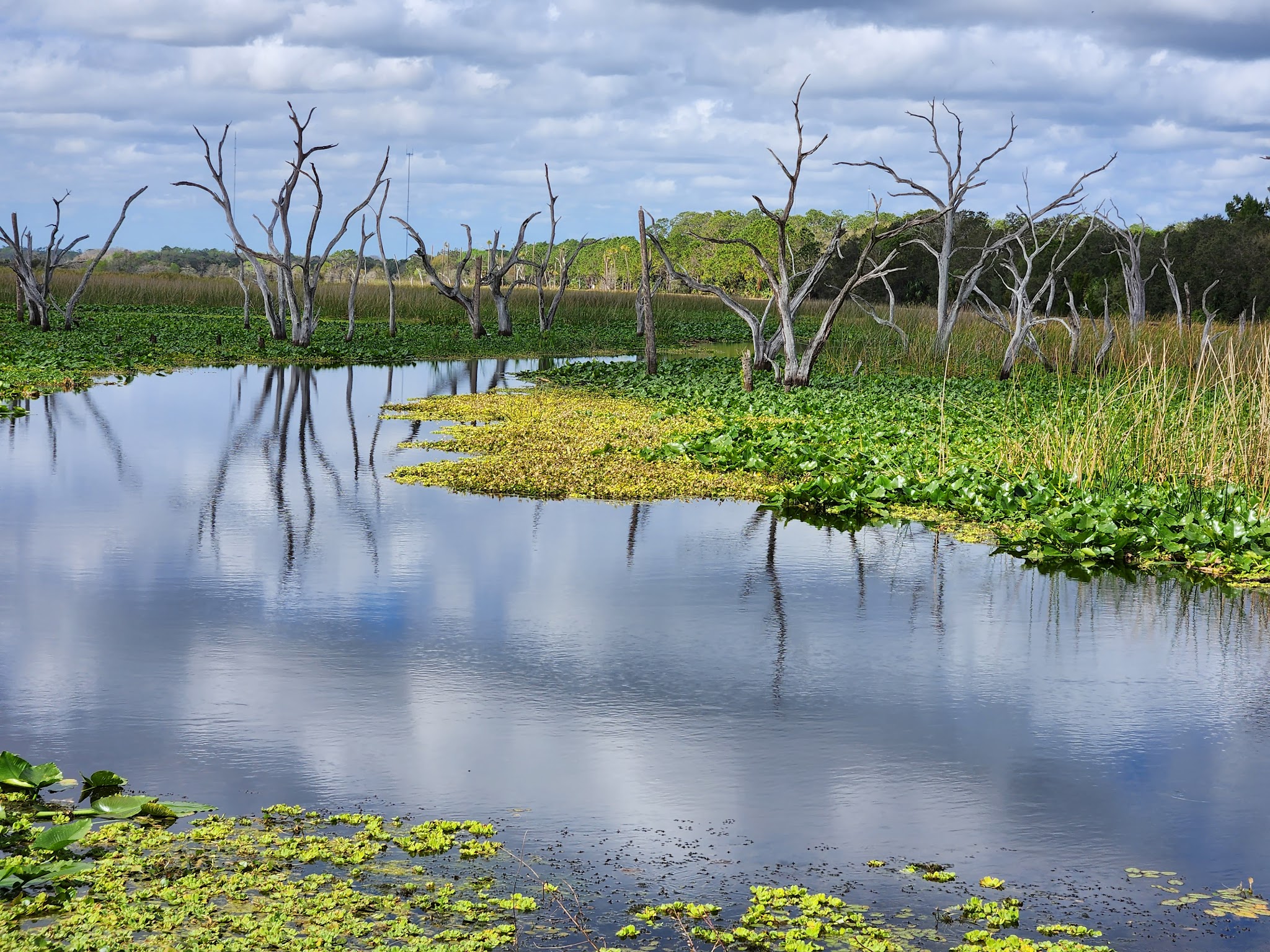 Orlando Wetlands - Christmas, FL