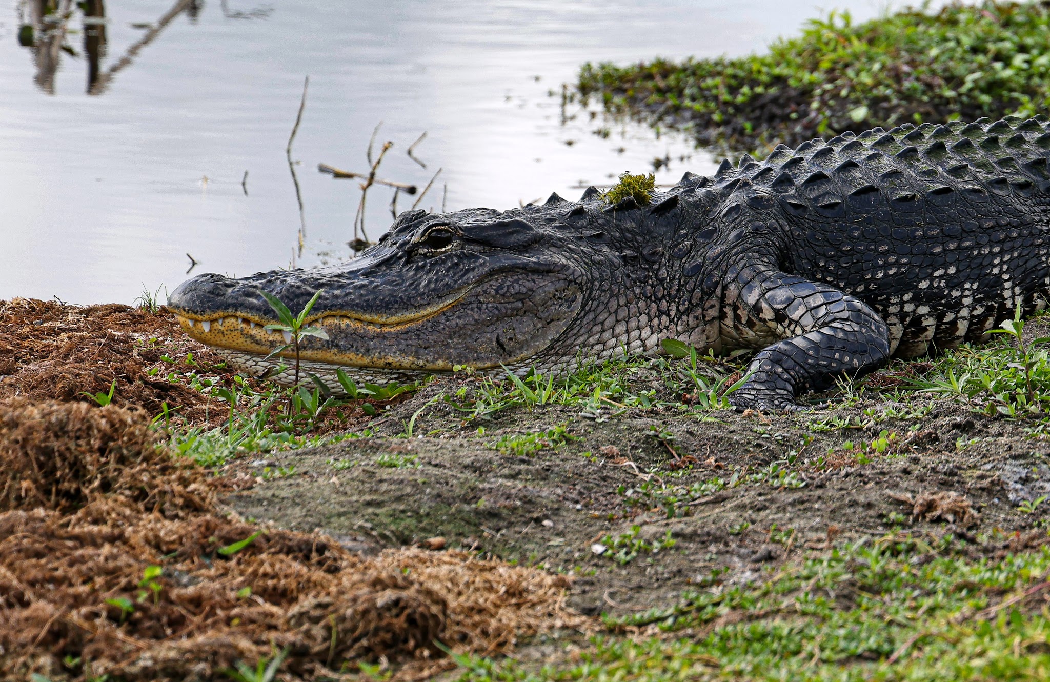Orlando Wetlands - Christmas, FL