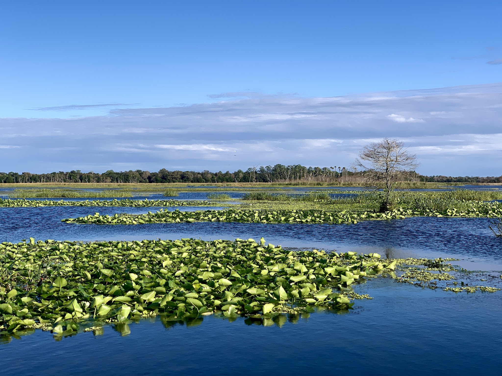 Orlando Wetlands - Christmas, FL