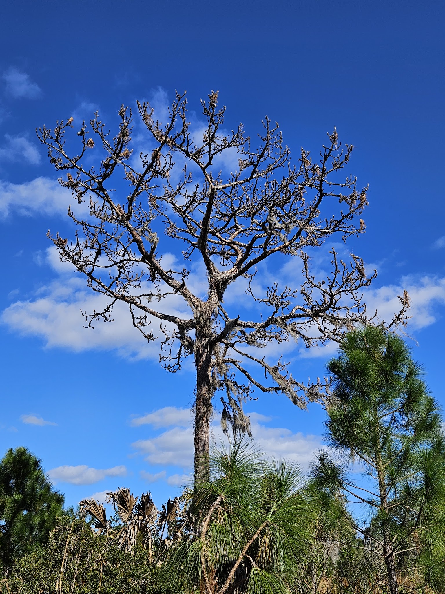 Savage Christmas Creek Preserve - Christmas, FL