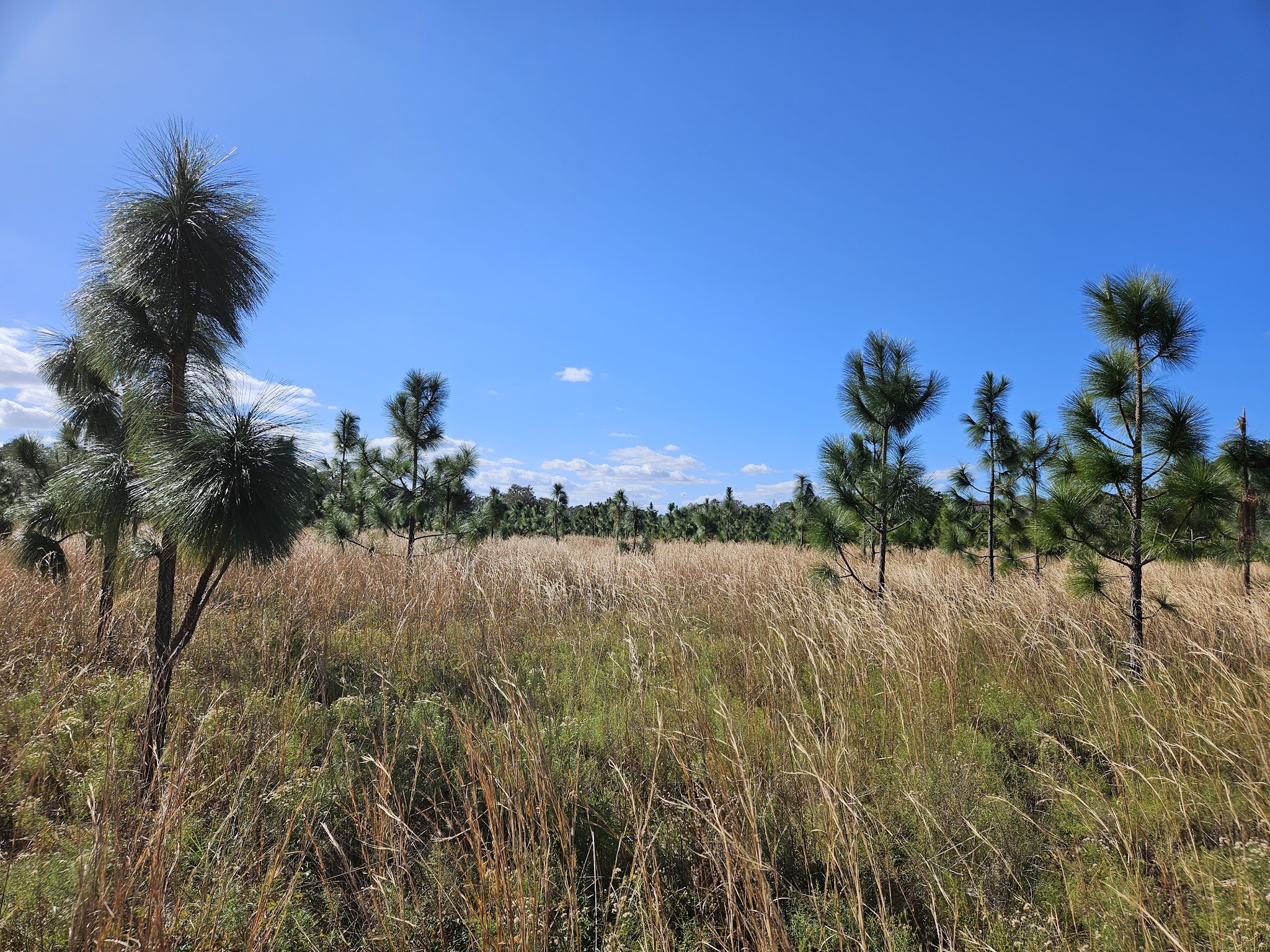 Savage Christmas Creek Preserve - Christmas, FL